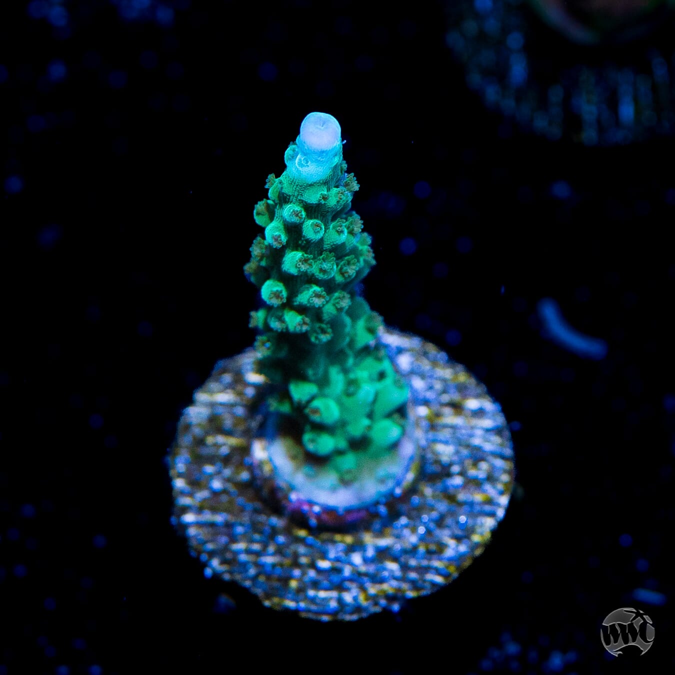 WWC Green Lightning Stag Acropora