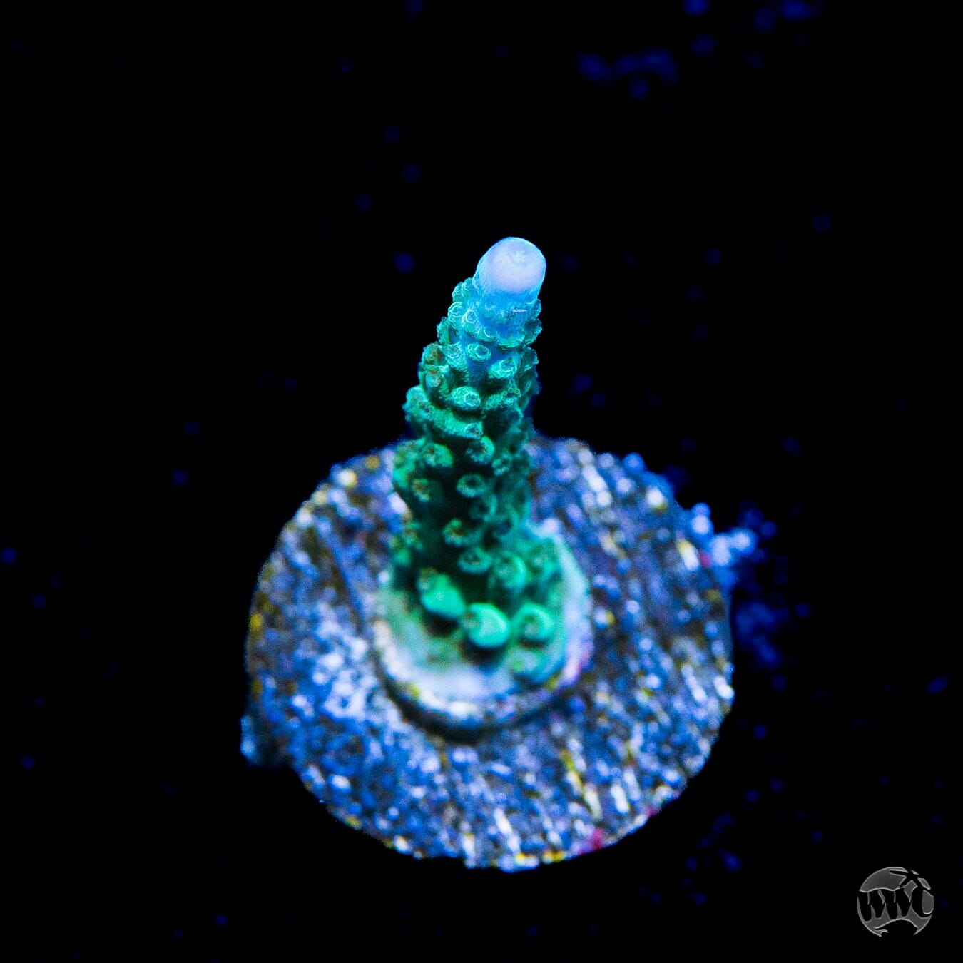 WWC Green Lightning Stag Acropora