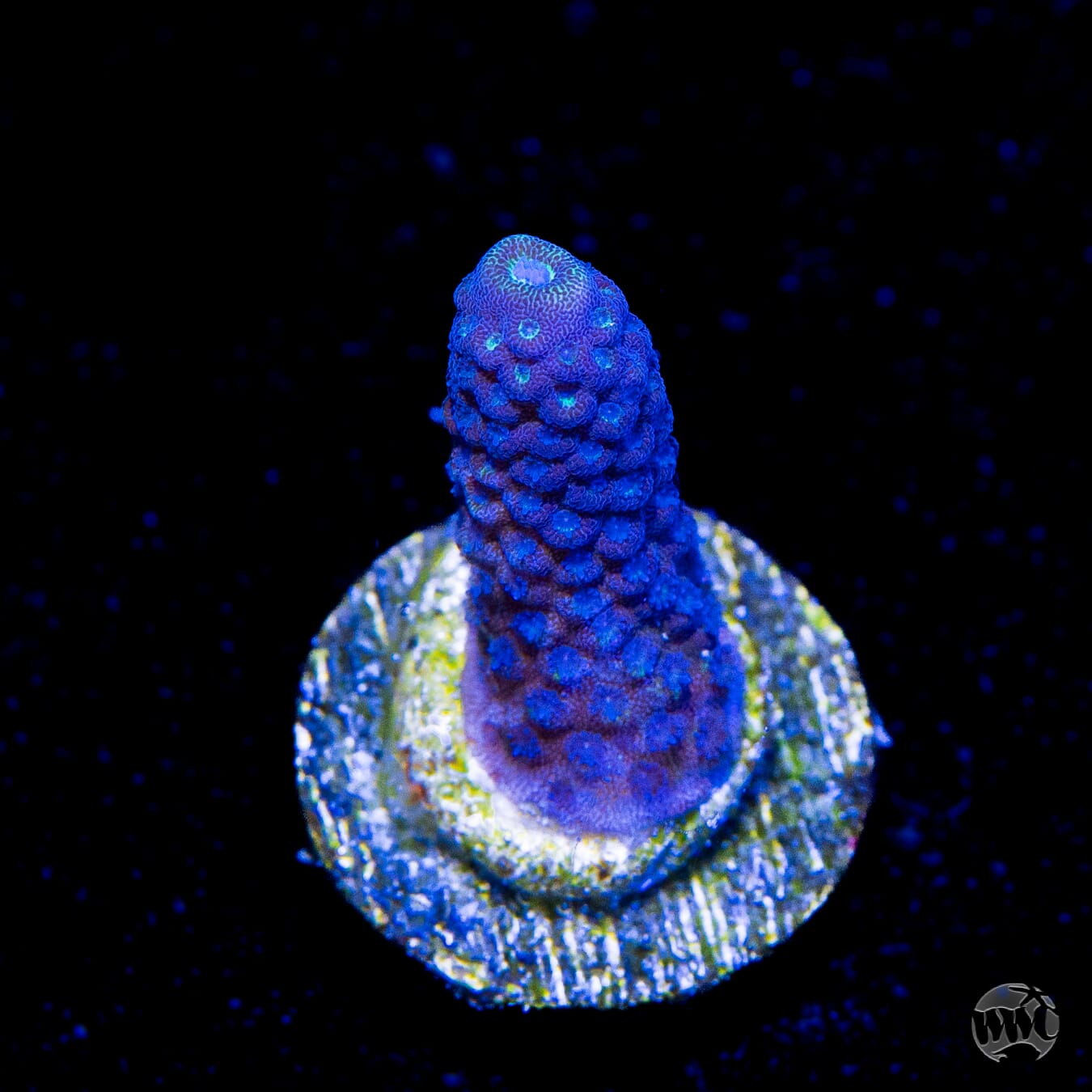 WWC Nuclear Grapes Acropora