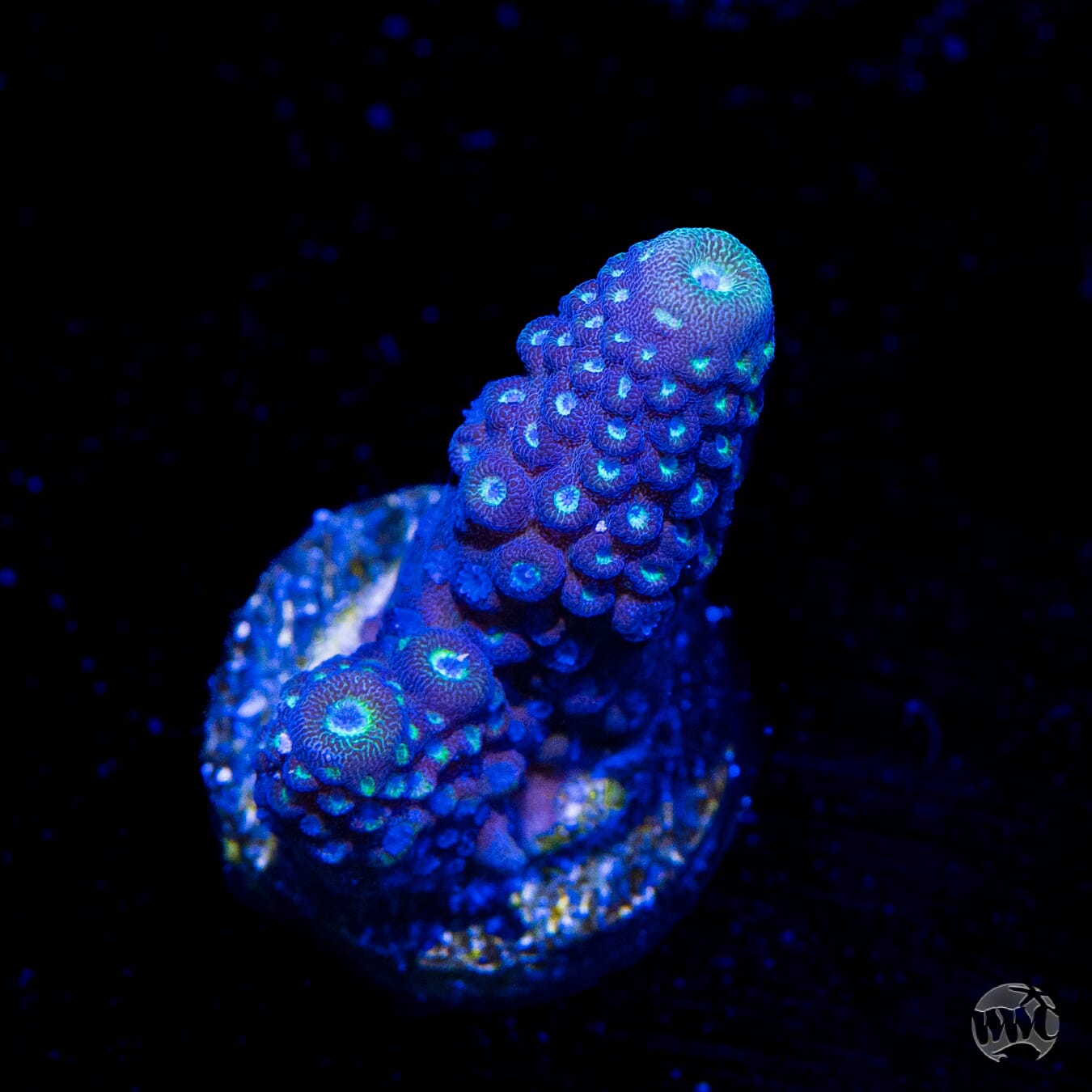 WWC Nuclear Grapes Acropora