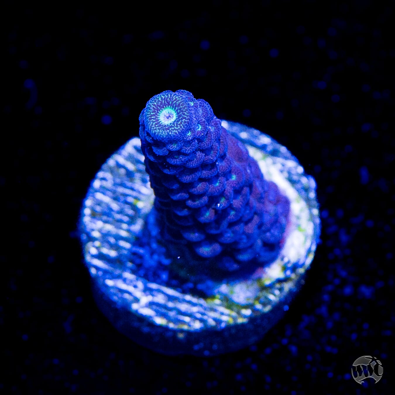 WWC Nuclear Grapes Acropora