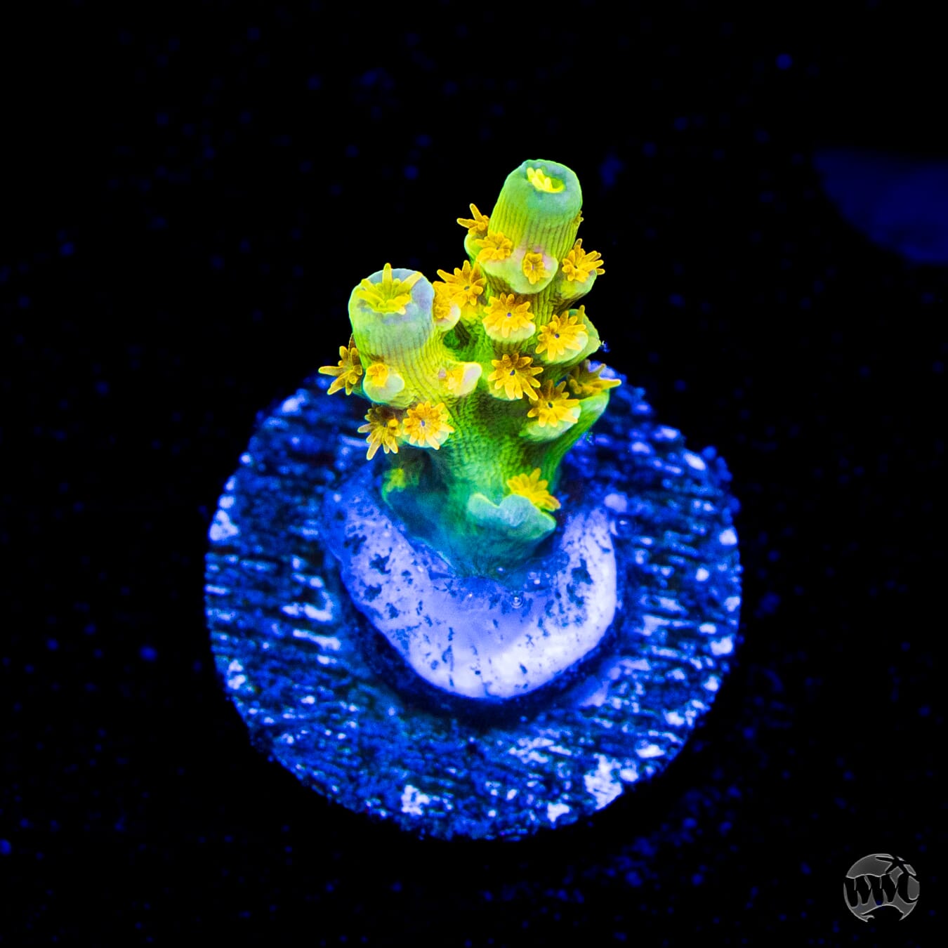 WD Tenuis Acropora