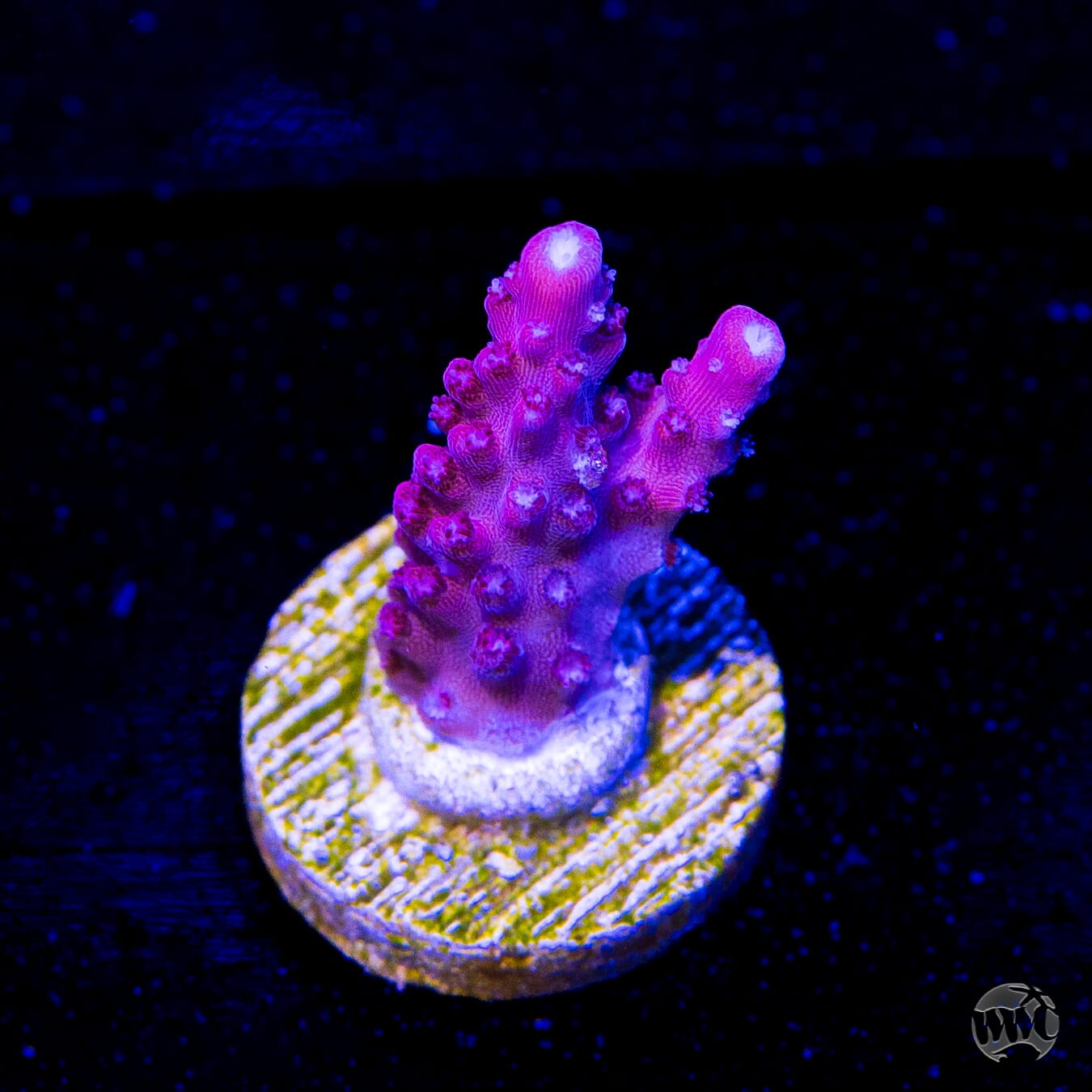 Frag Farmer Red Robin Acropora