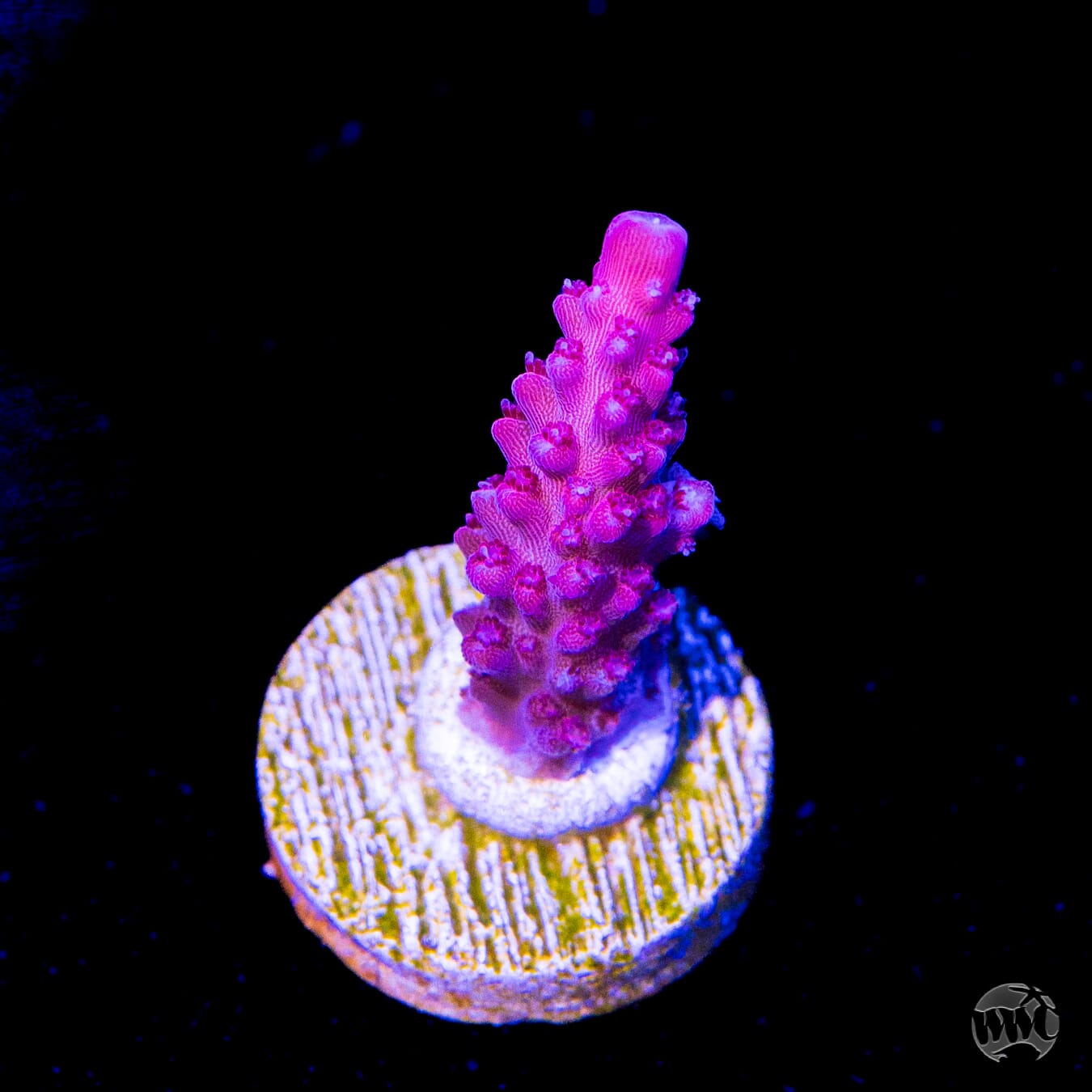 Frag Farmer Red Robin Acropora