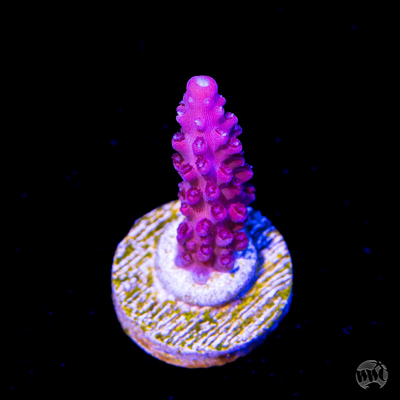 Frag Farmer Red Robin Acropora