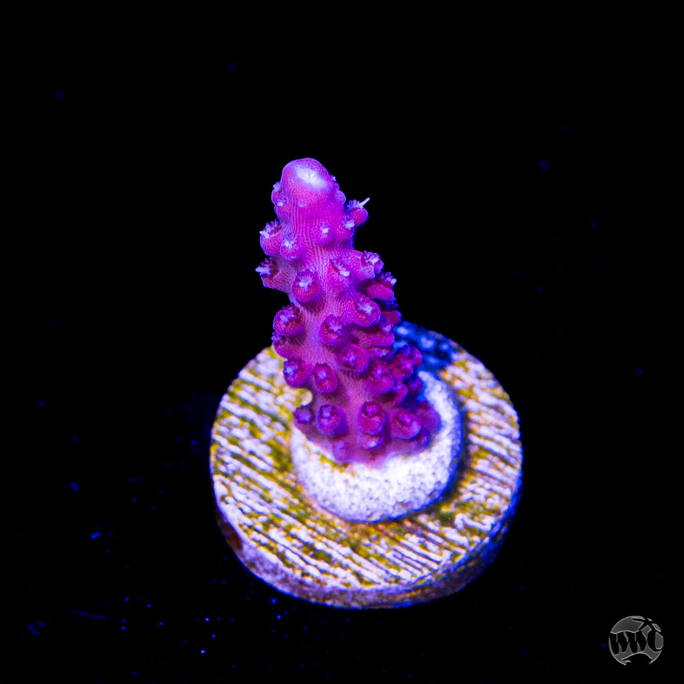Frag Farmer Red Robin Acropora
