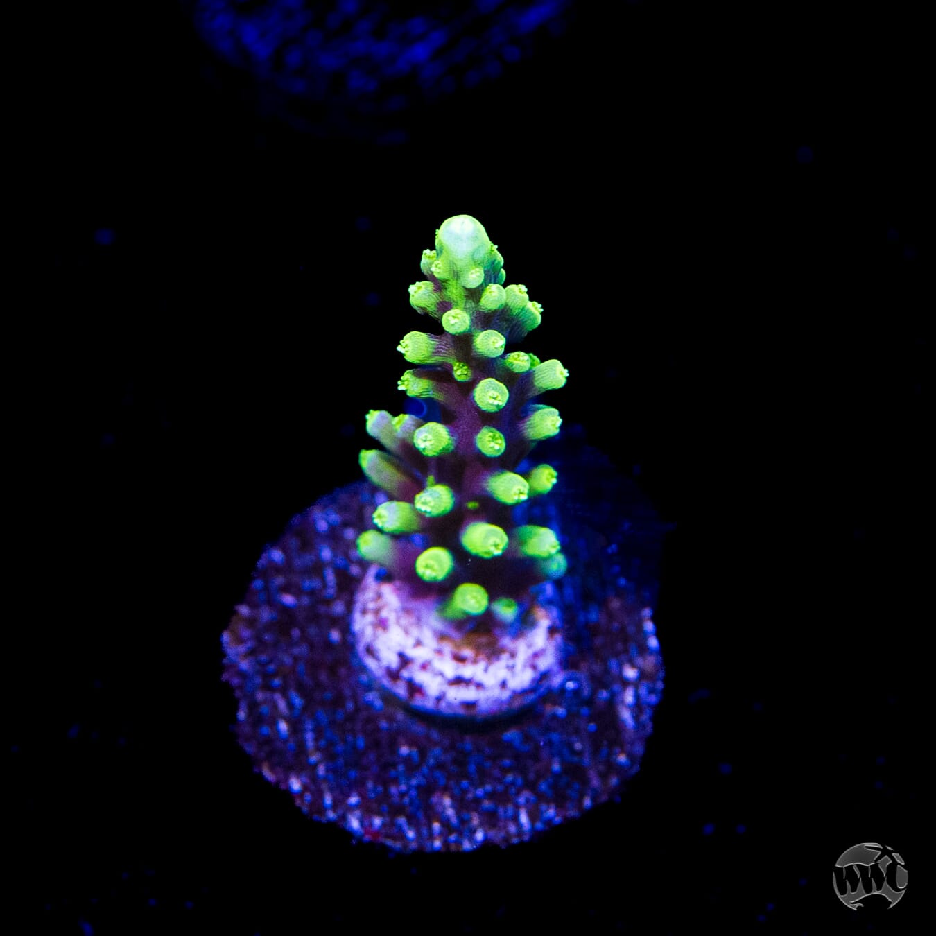 WWC Moonshine Acropora