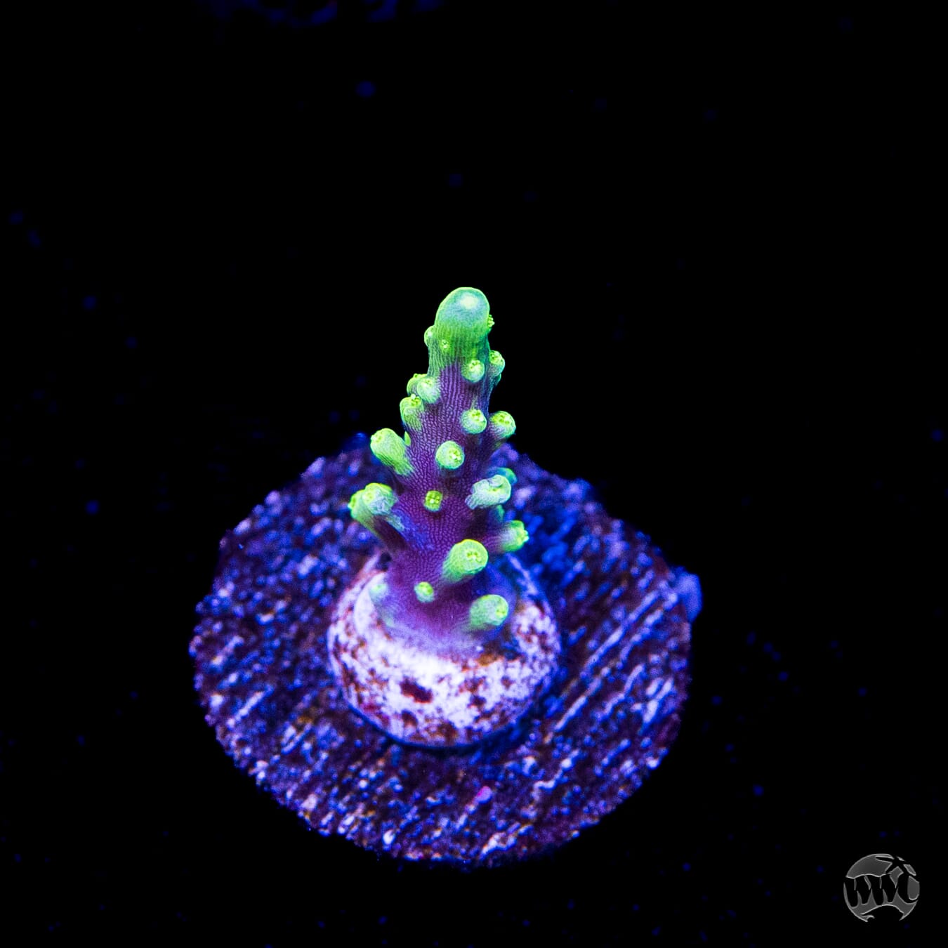 WWC Moonshine Acropora