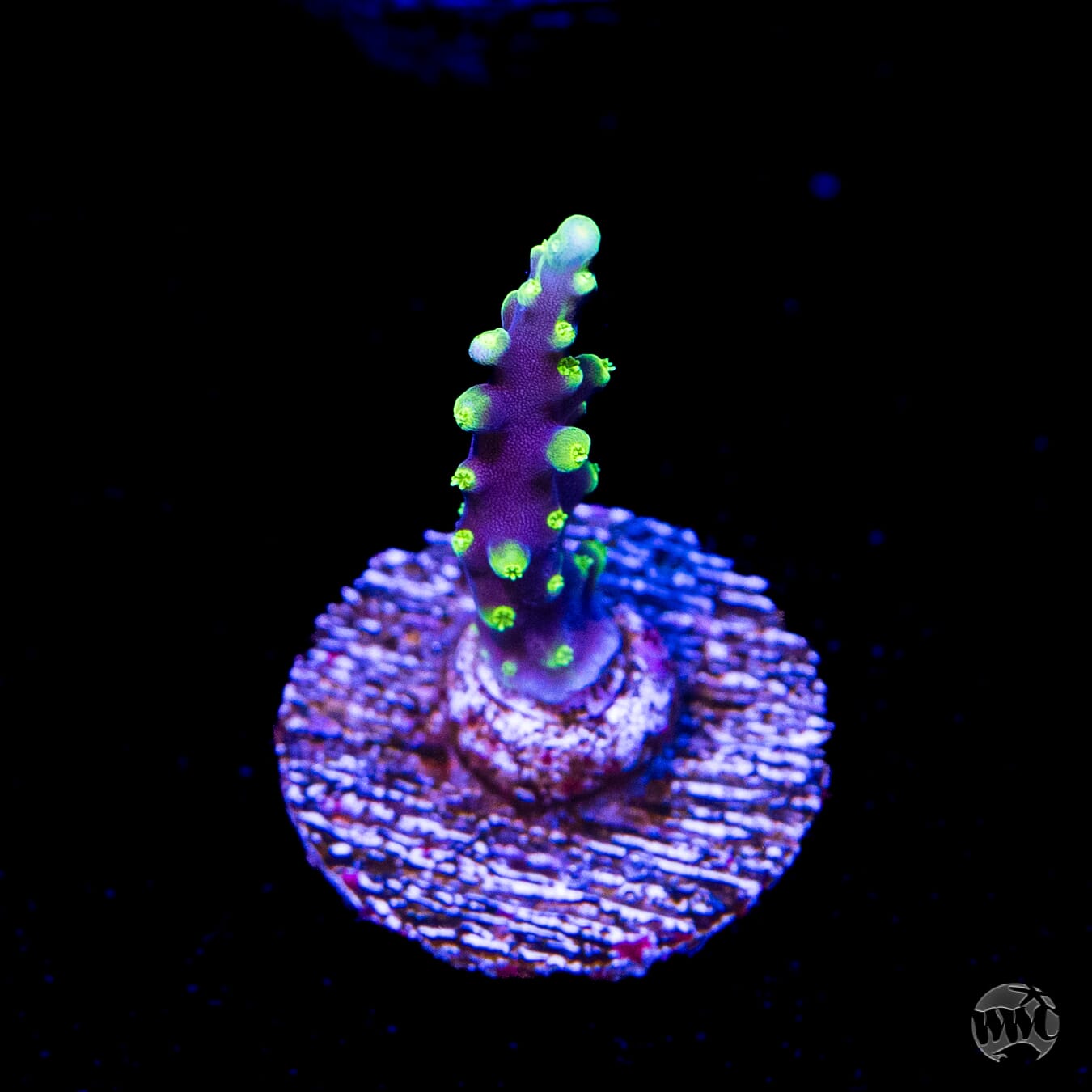 WWC Moonshine Acropora