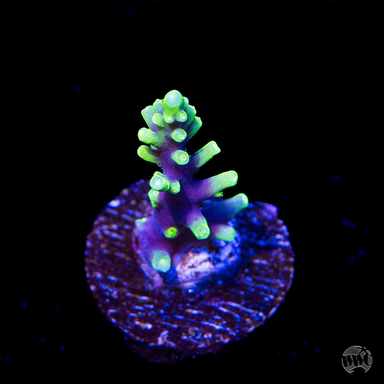 WWC Moonshine Acropora