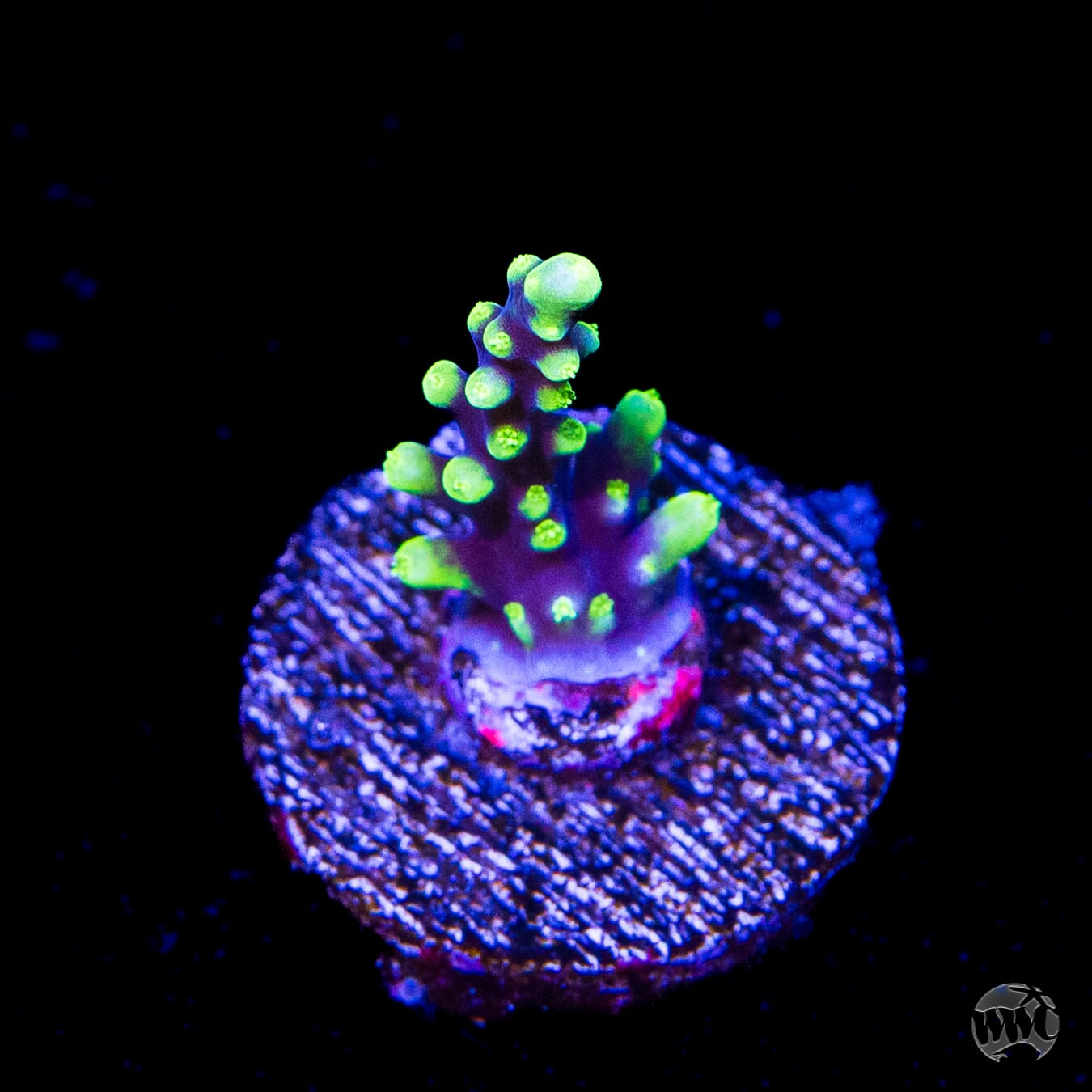 WWC Moonshine Acropora