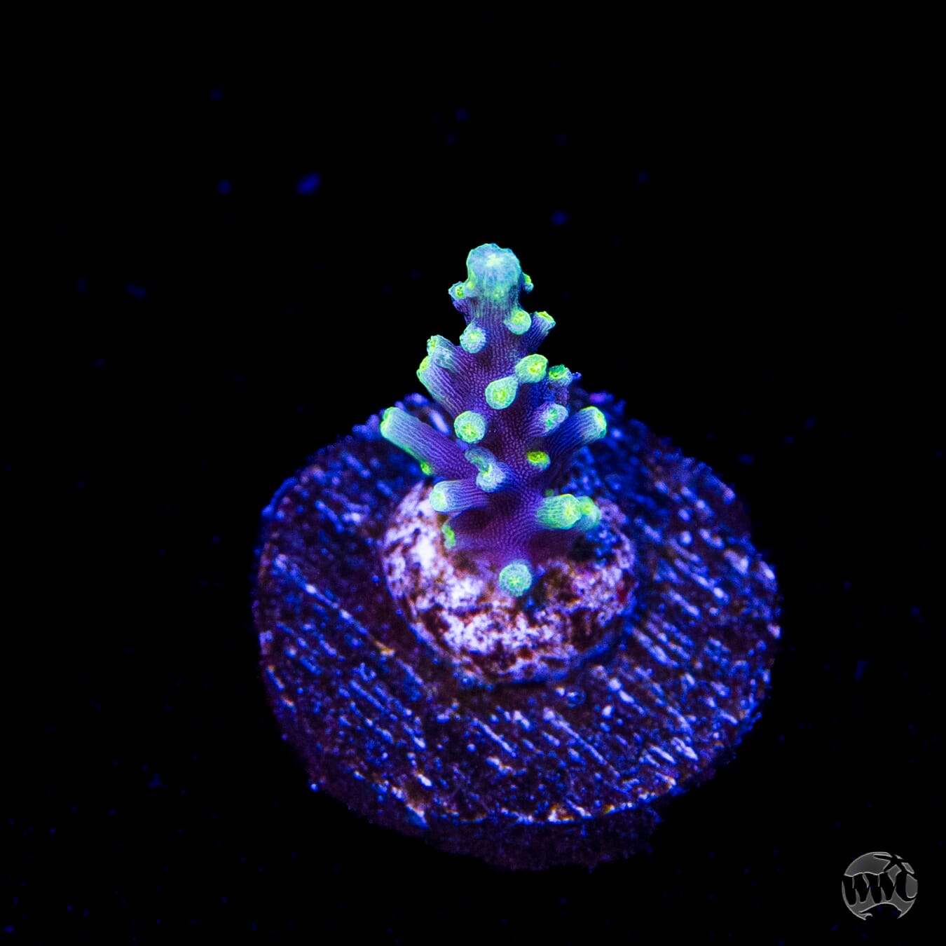 WWC Moonshine Acropora