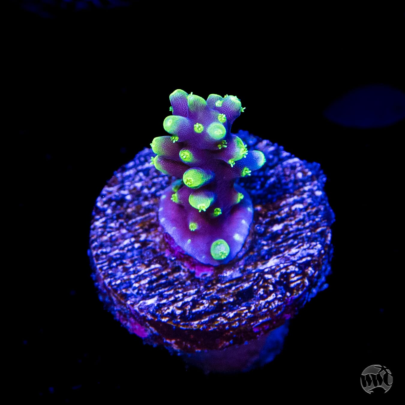 WWC Moonshine Acropora
