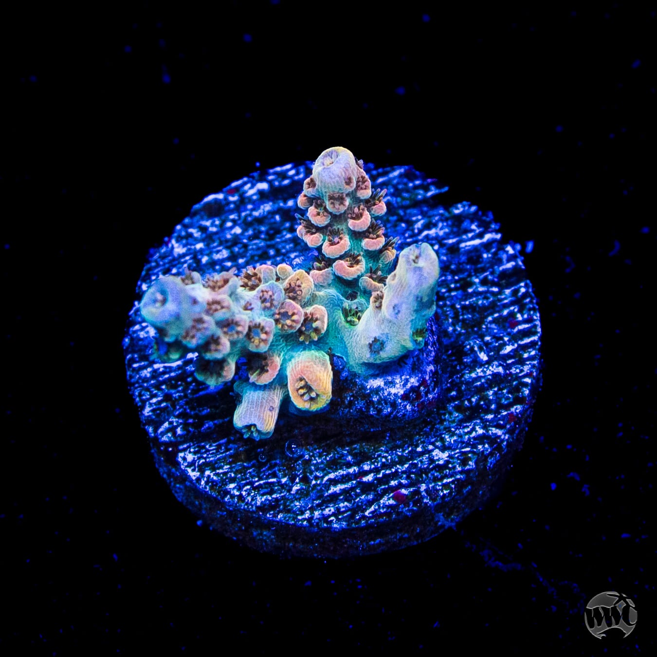 WWC Hollywood Dreams Acropora