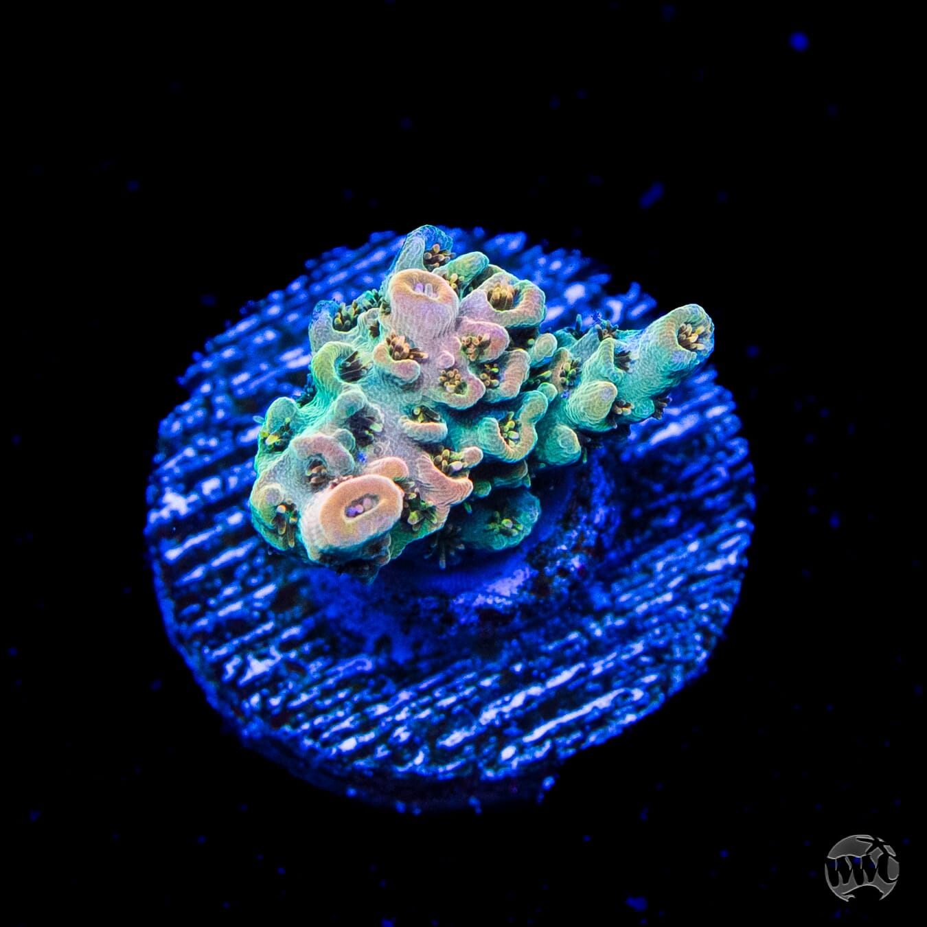 WWC Hollywood Dreams Acropora