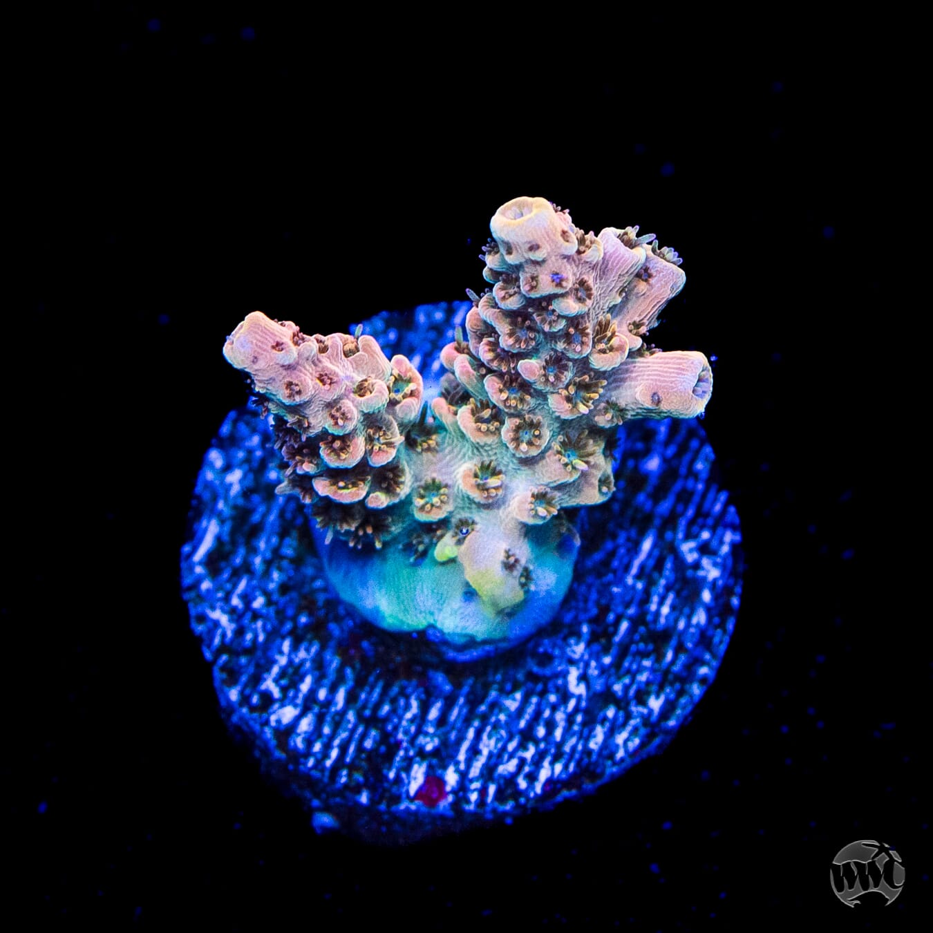 WWC Hollywood Dreams Acropora