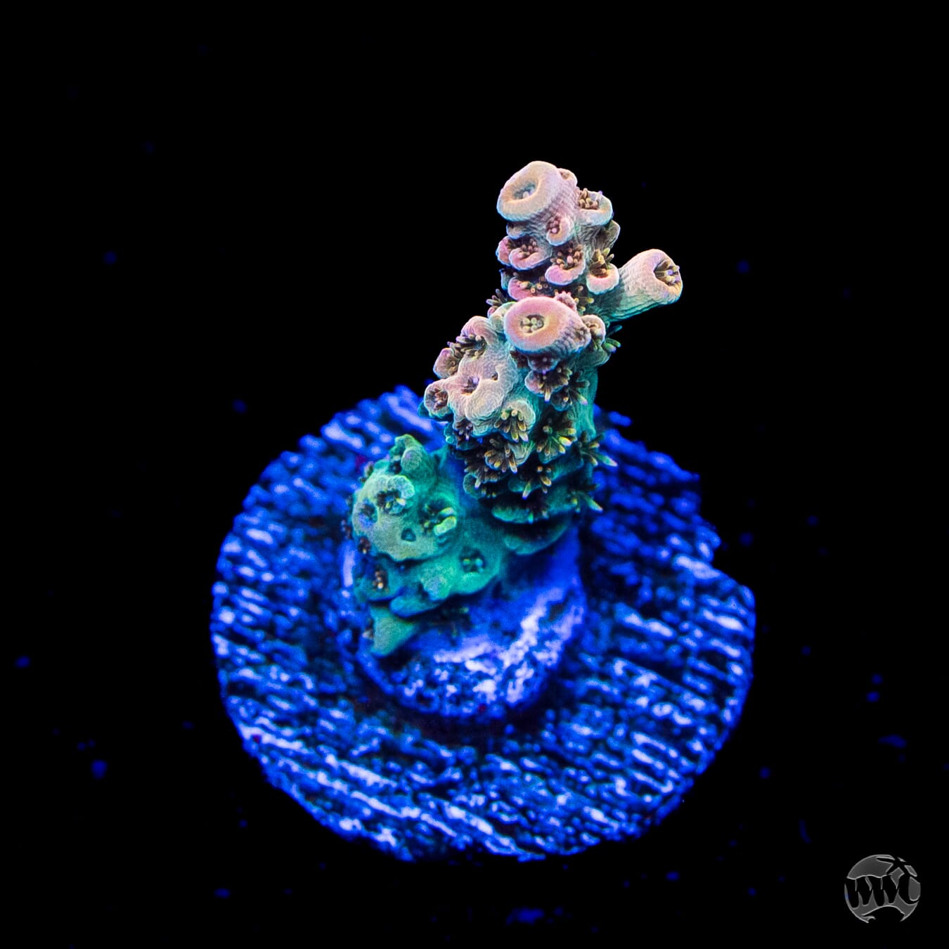 WWC Hollywood Dreams Acropora