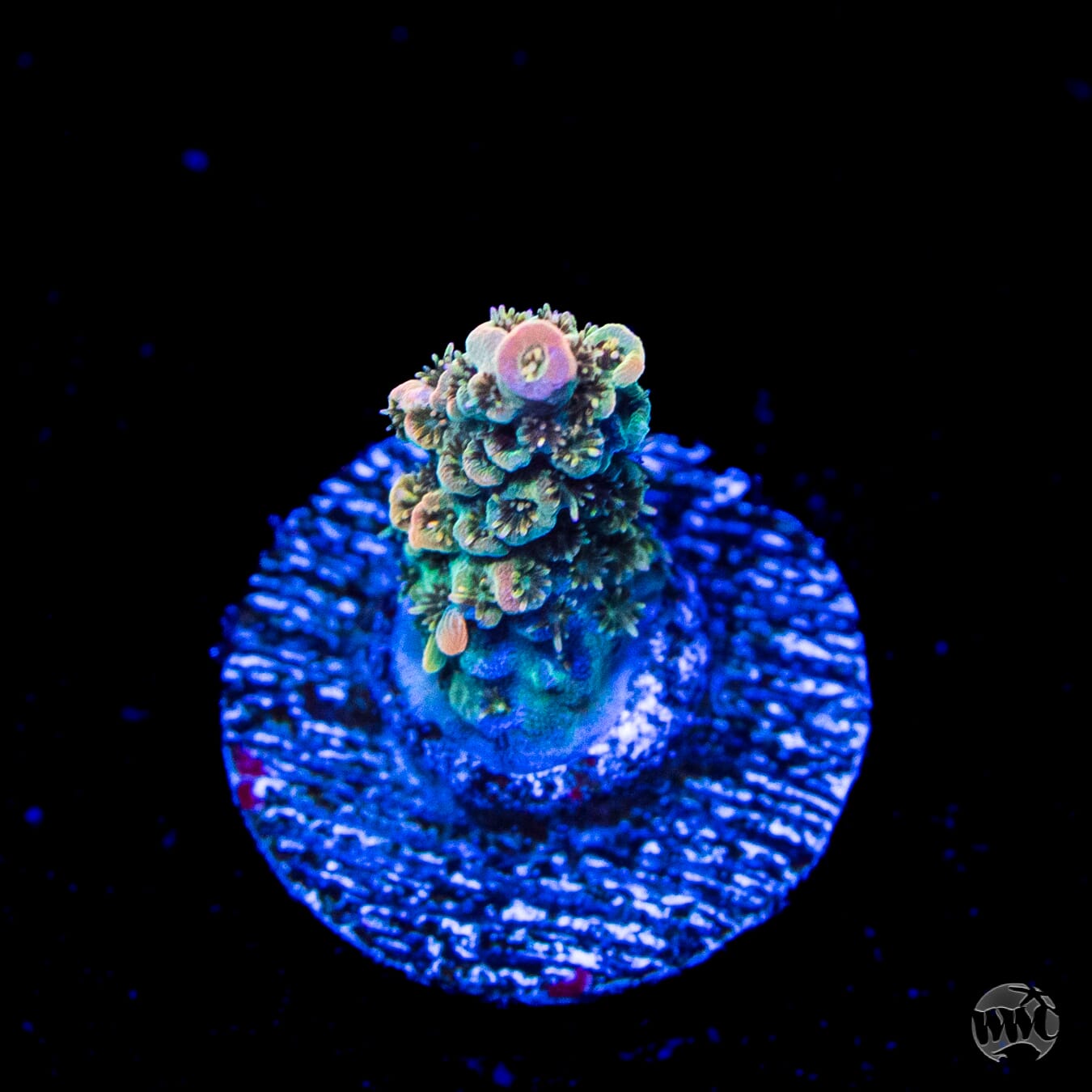 WWC Hollywood Dreams Acropora