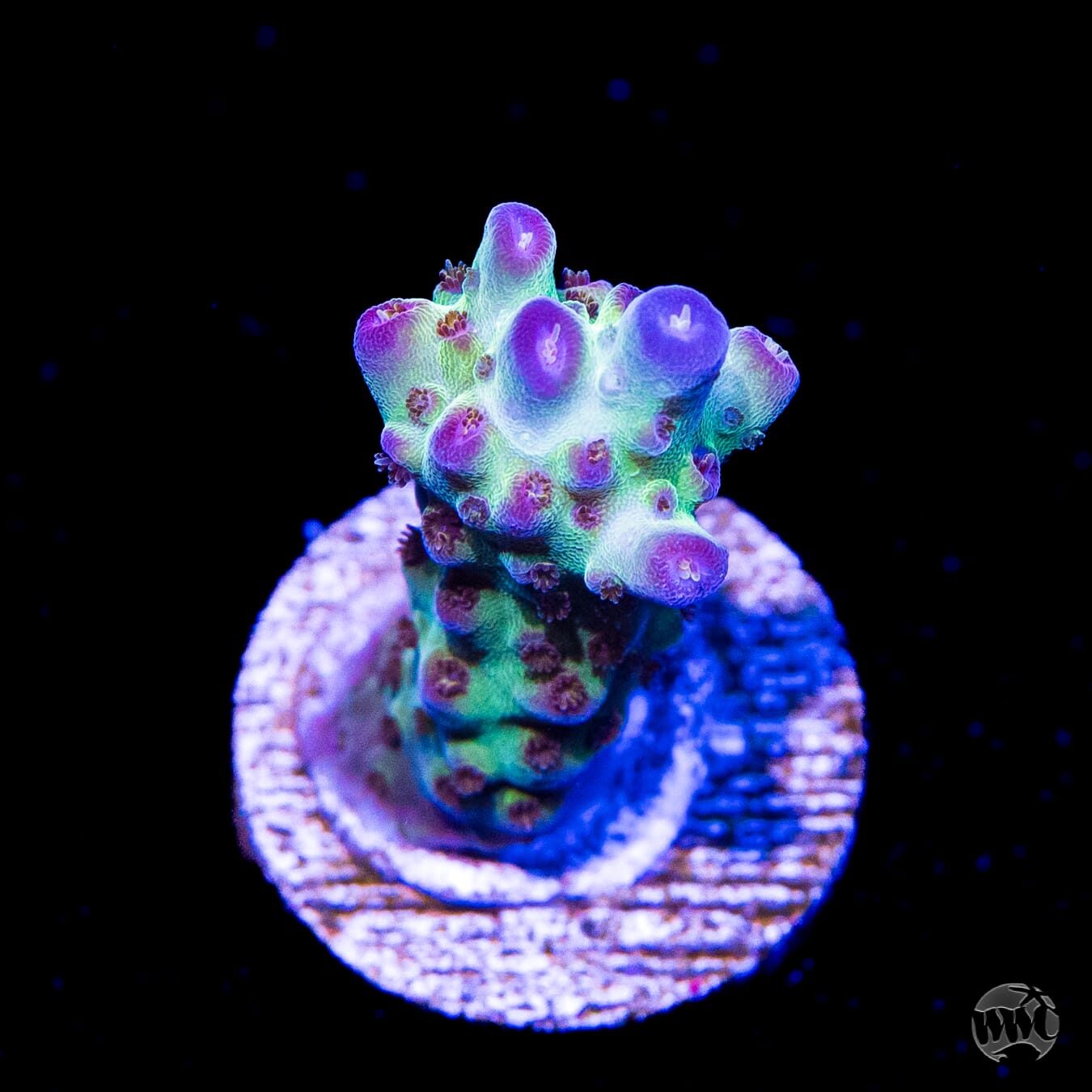 Jason Fox Sour Twist Acropora