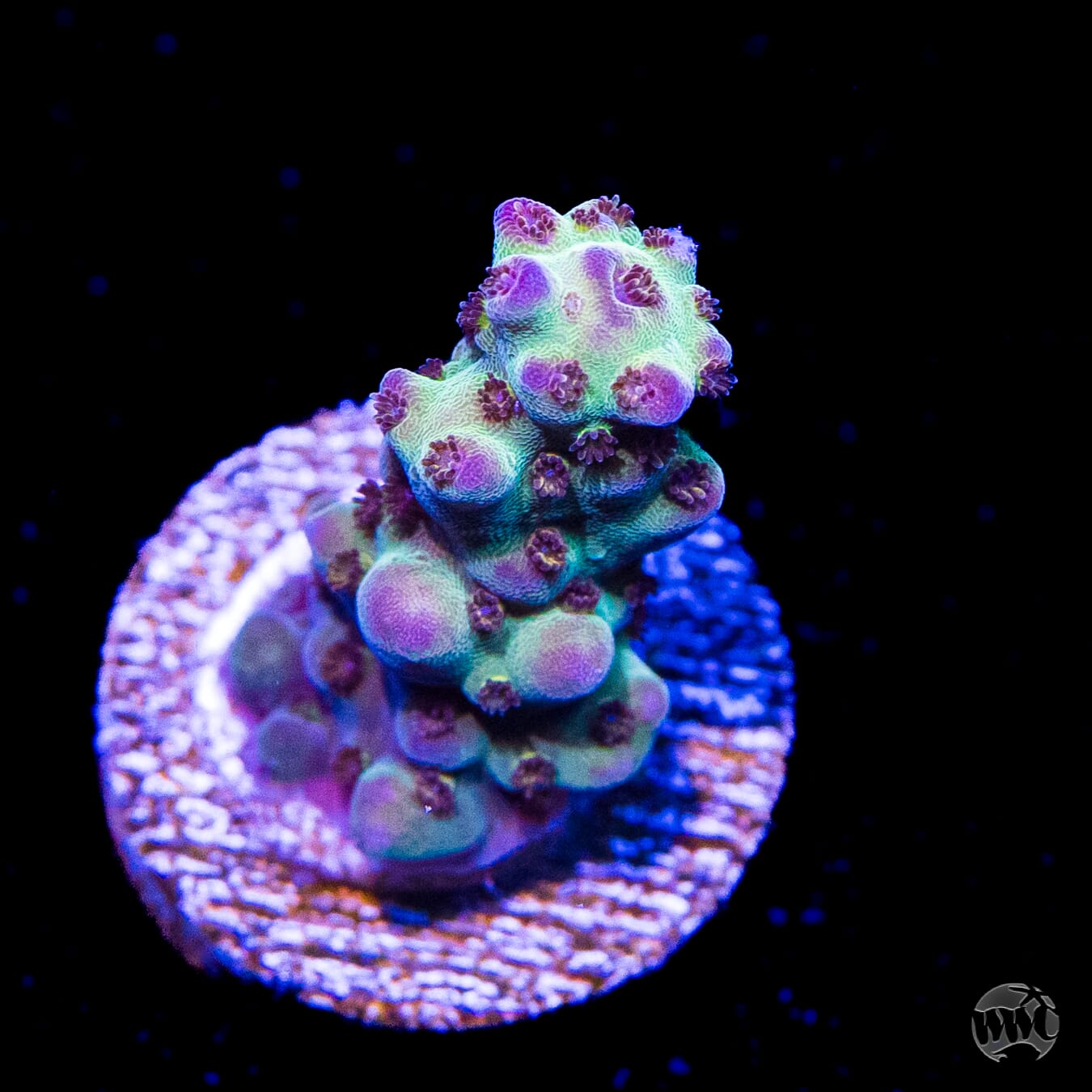 Jason Fox Sour Twist Acropora