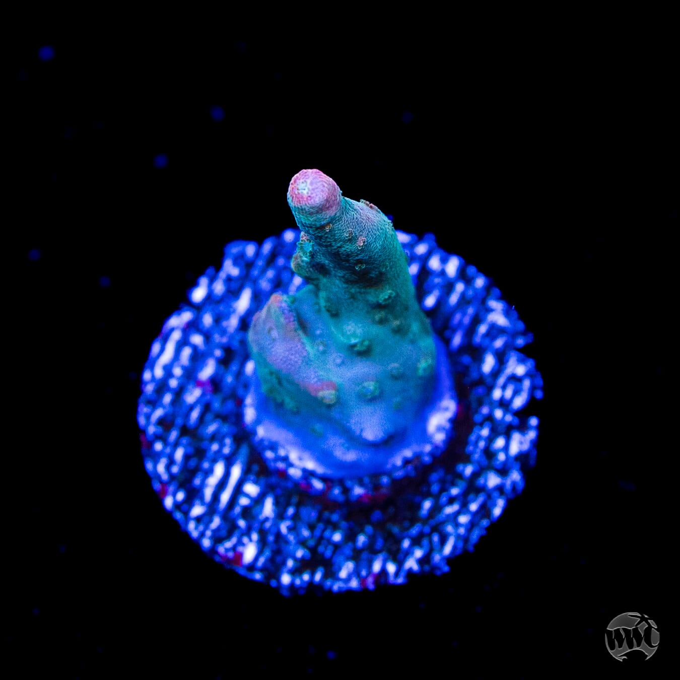 Jason Fox Shock Tart Acropora