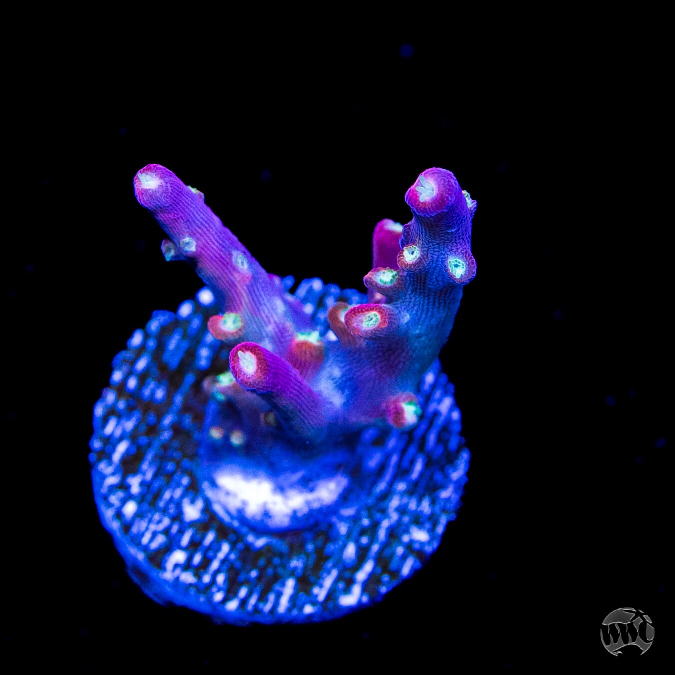 Jason Fox Shock Tart Acropora