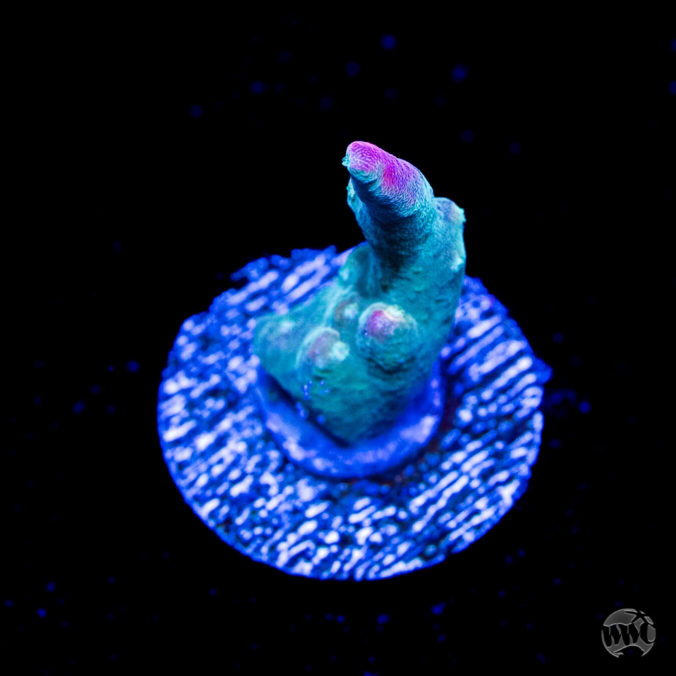 Jason Fox Shock Tart Acropora