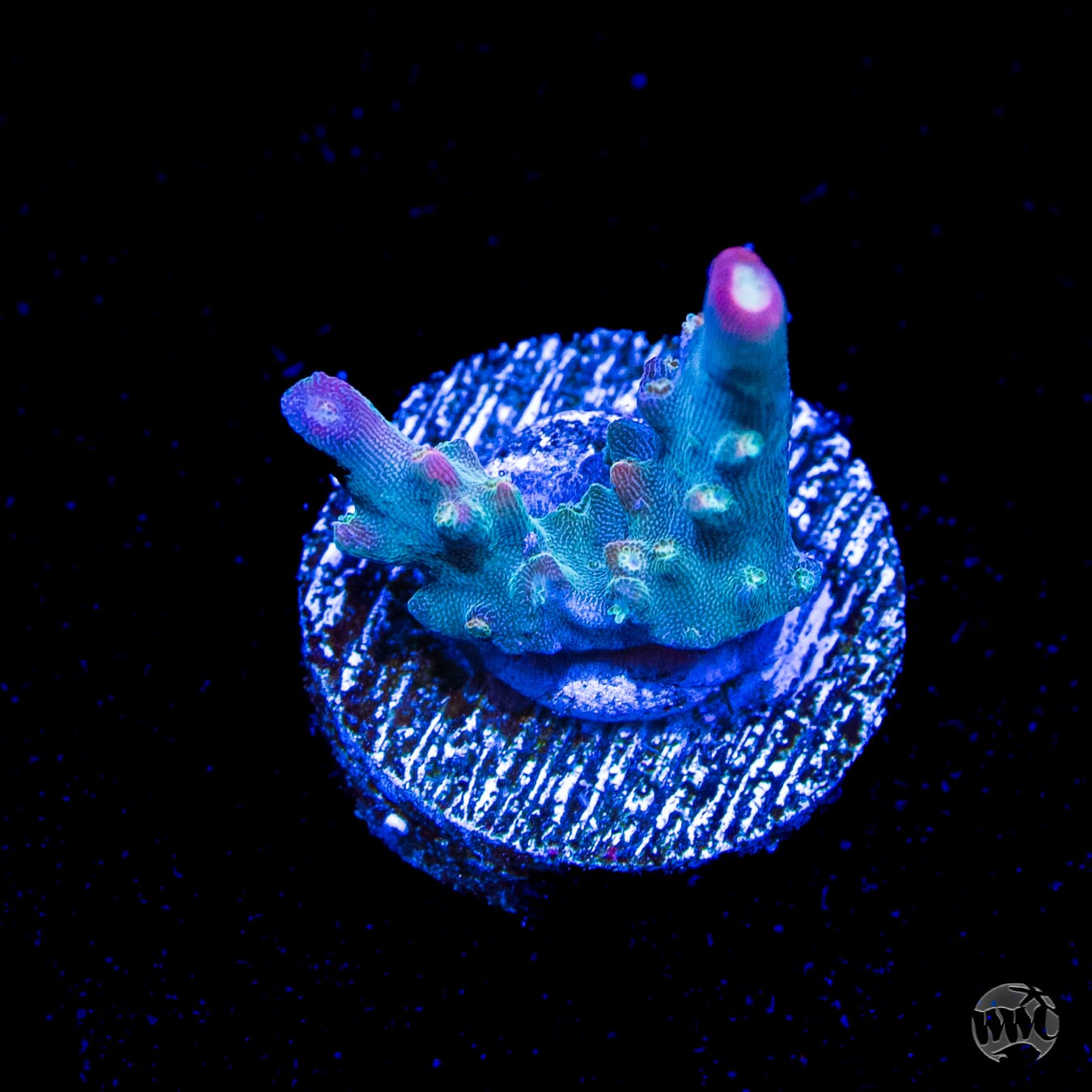 Jason Fox Shock Tart Acropora