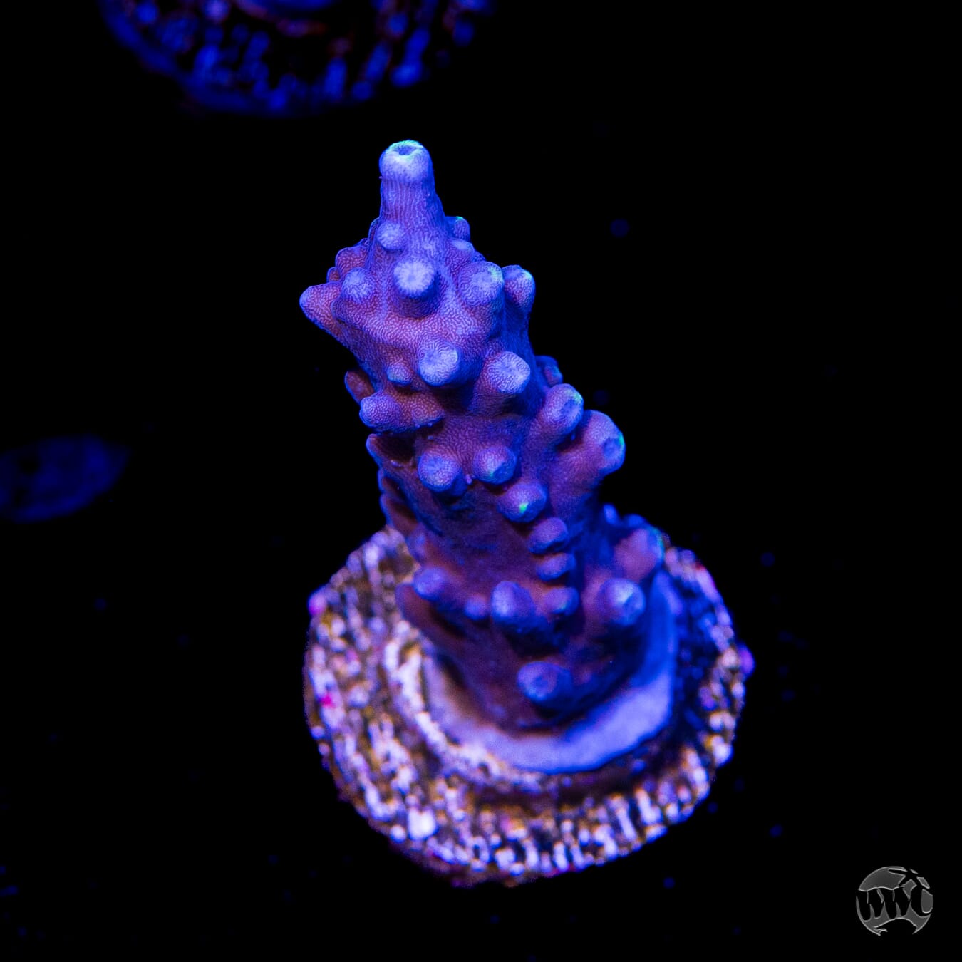 Ultimate Stag Acropora