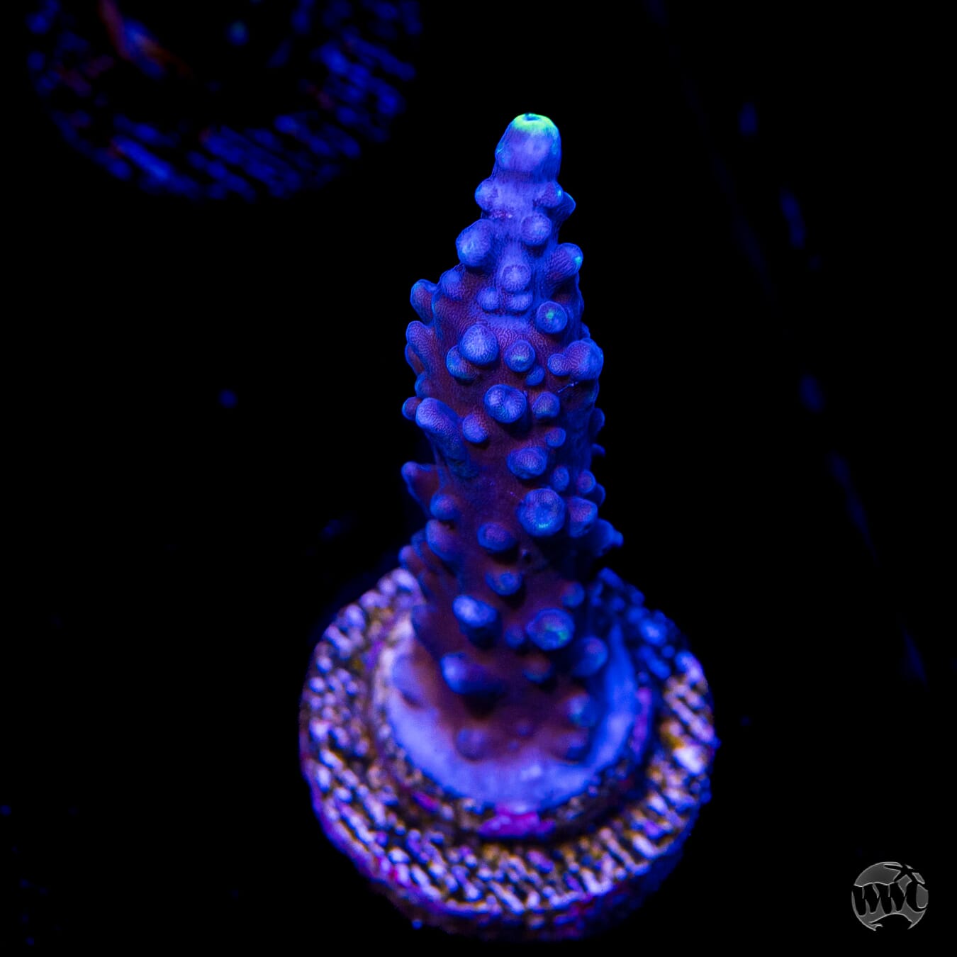 Ultimate Stag Acropora