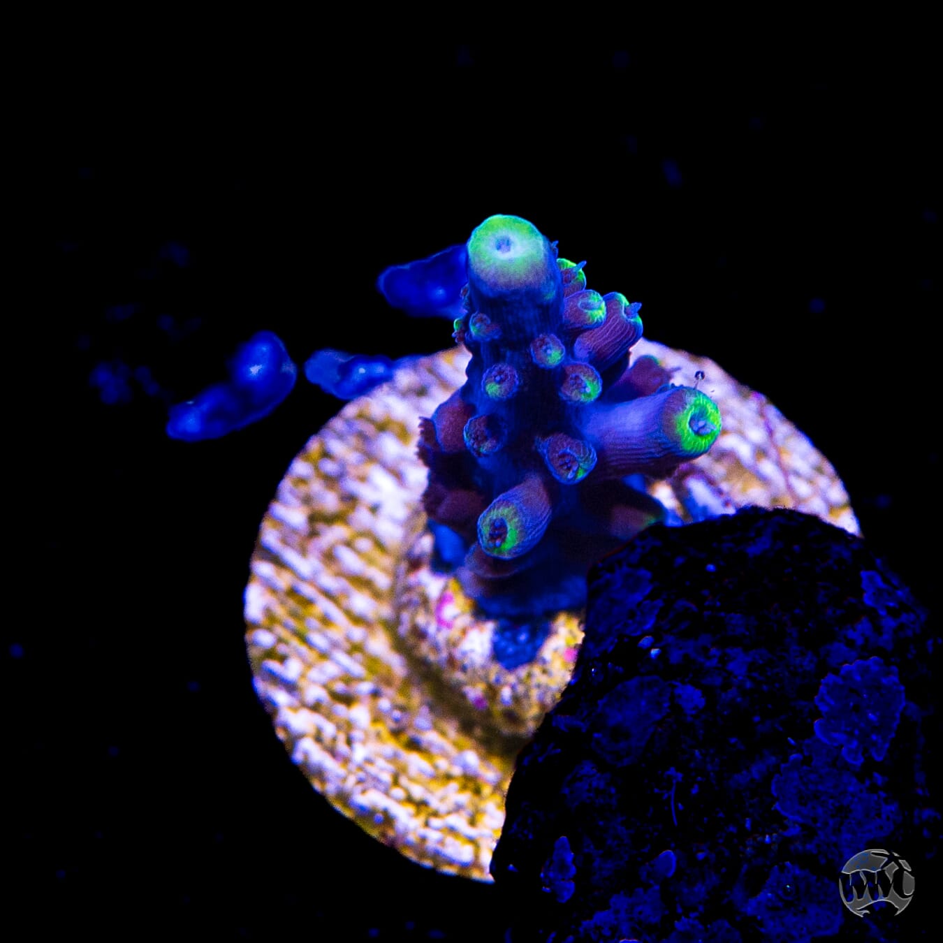 Ultimate Stag Acropora