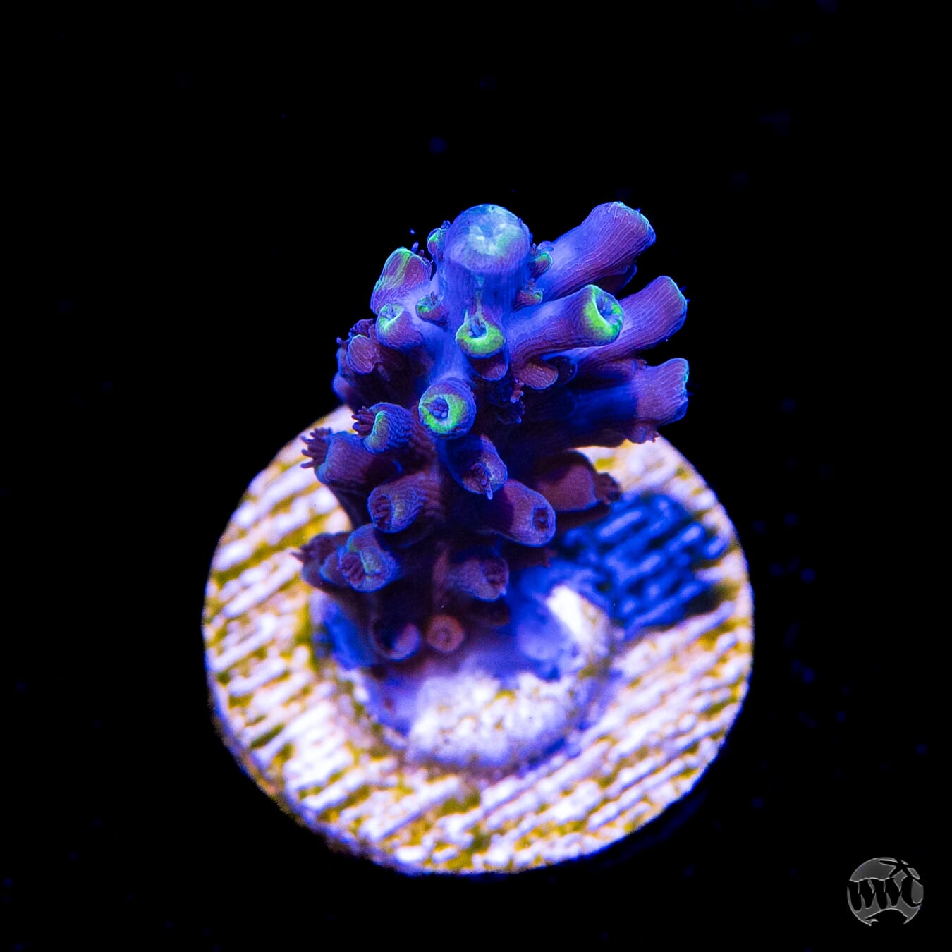 Ultimate Stag Acropora