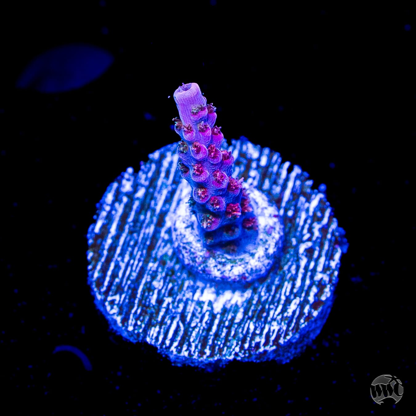 WWC Pink Passion Acropora
