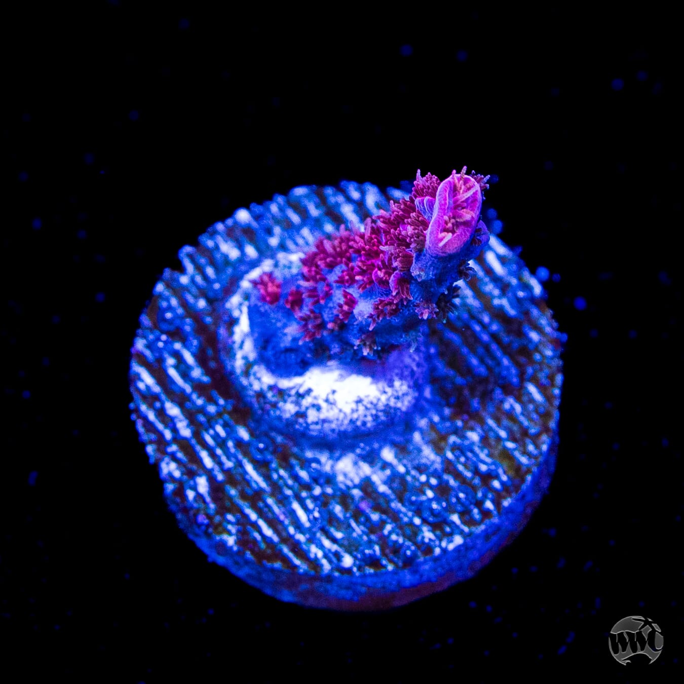 WWC Pink Passion Acropora