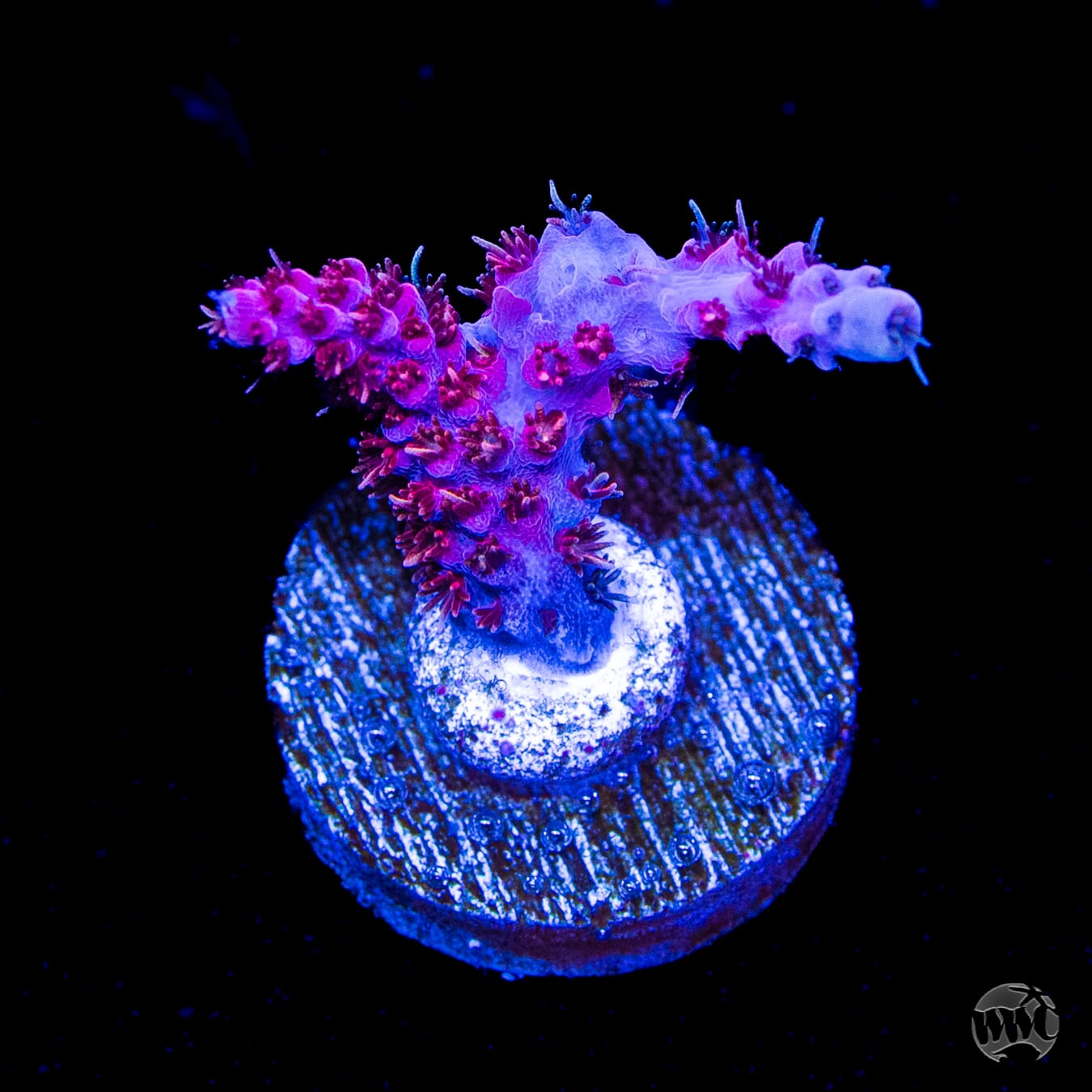 WWC Pink Passion Acropora