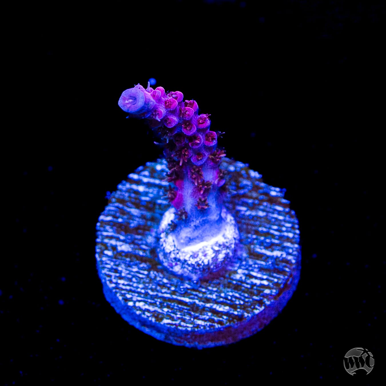 WWC Pink Passion Acropora