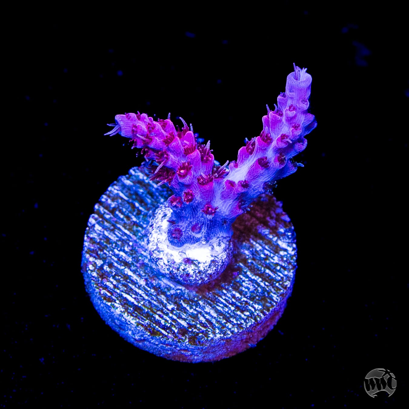 WWC Pink Passion Acropora