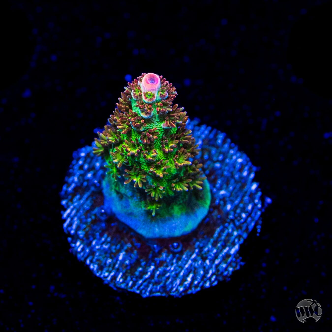 WWC Hyper Pink Acropora