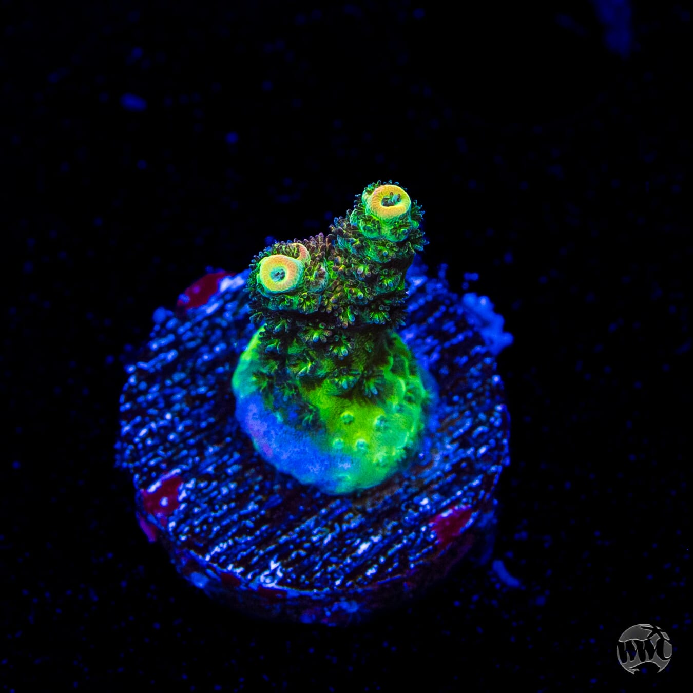WWC Hyper Pink Acropora