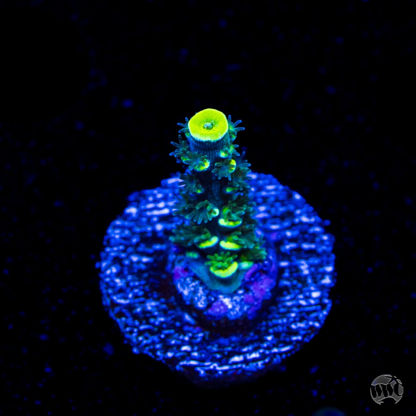 WWC Silver Surfer Acropora