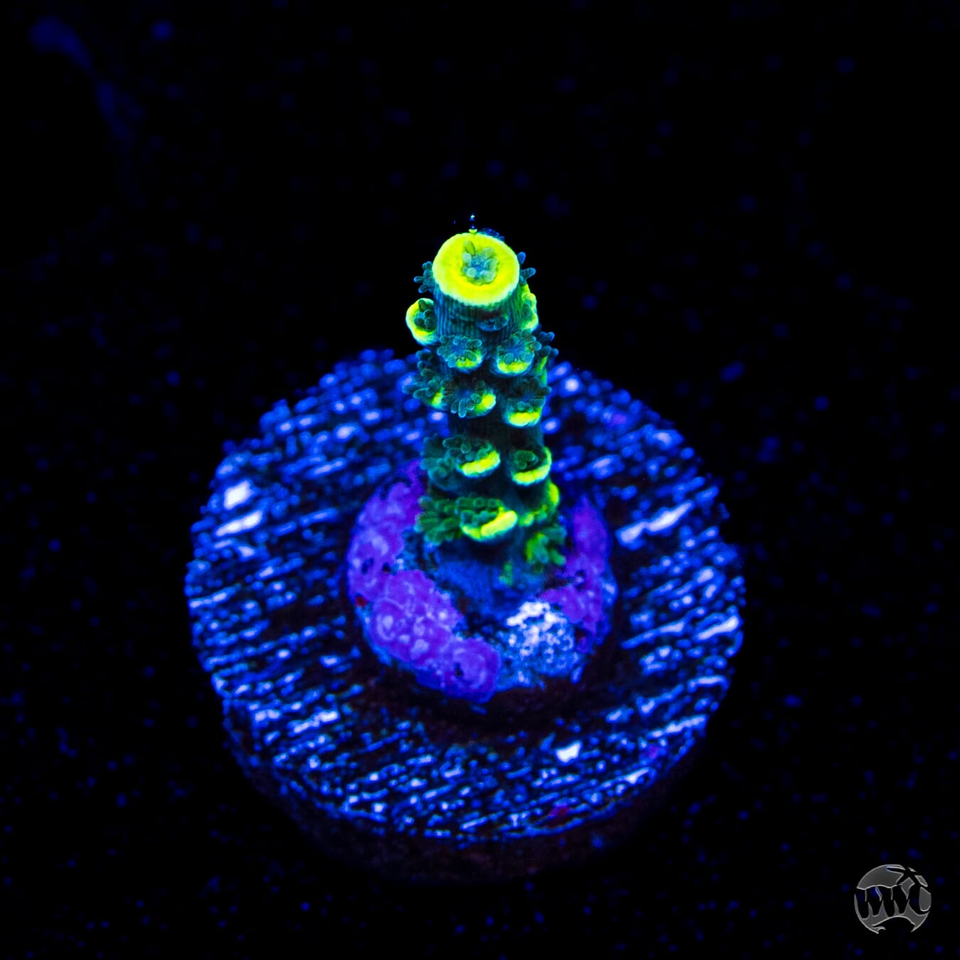WWC Silver Surfer Acropora