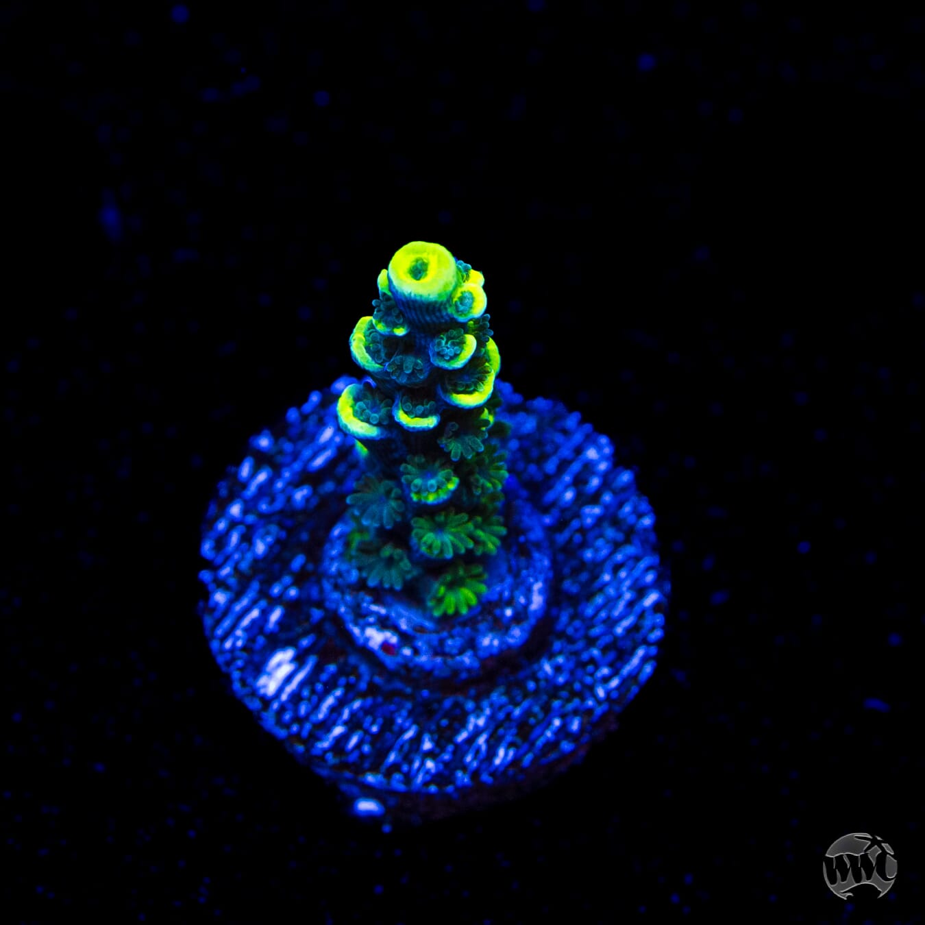 WWC Silver Surfer Acropora