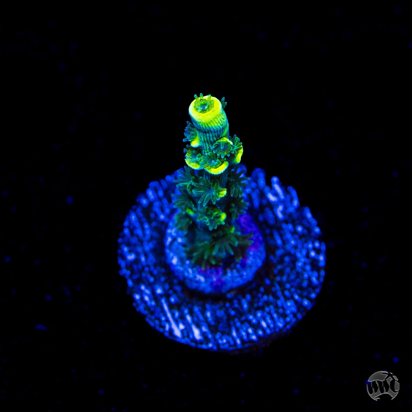 WWC Silver Surfer Acropora