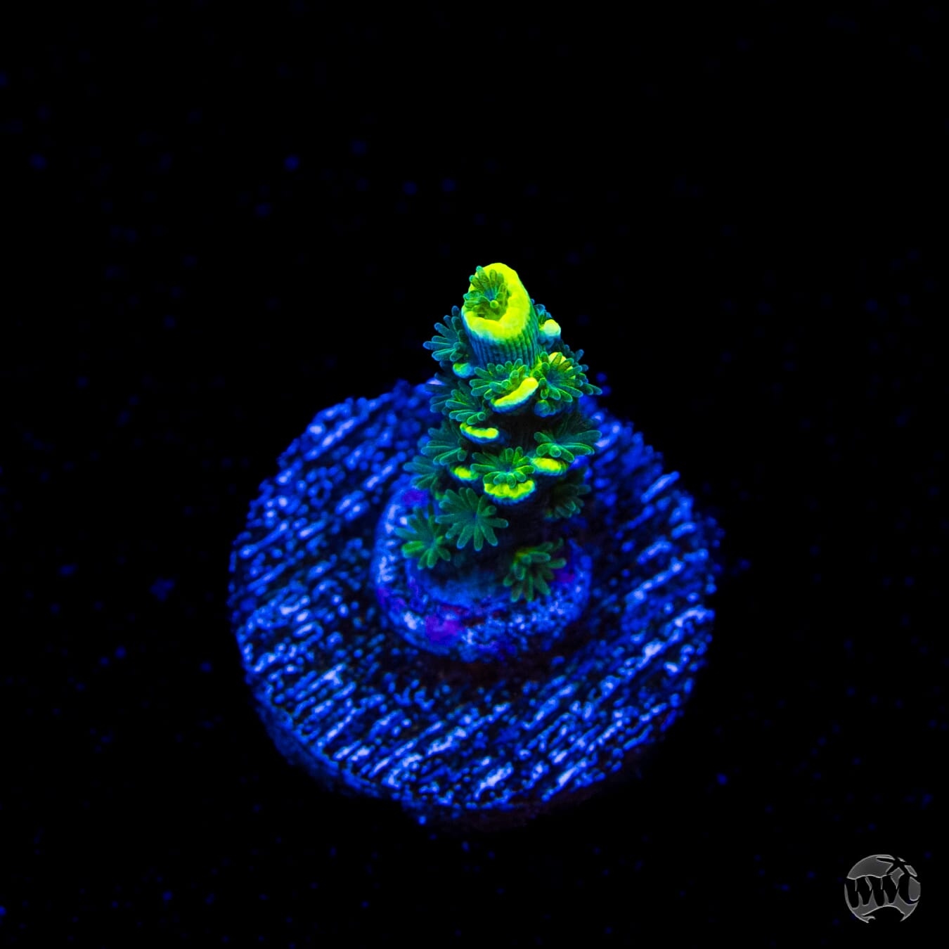 WWC Silver Surfer Acropora