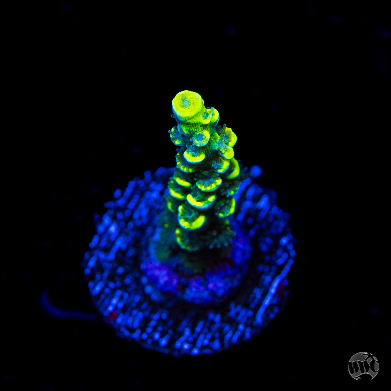 WWC Silver Surfer Acropora