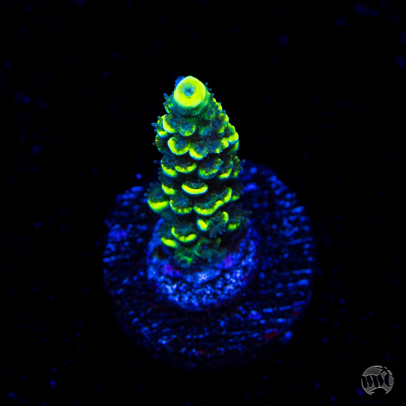 WWC Silver Surfer Acropora