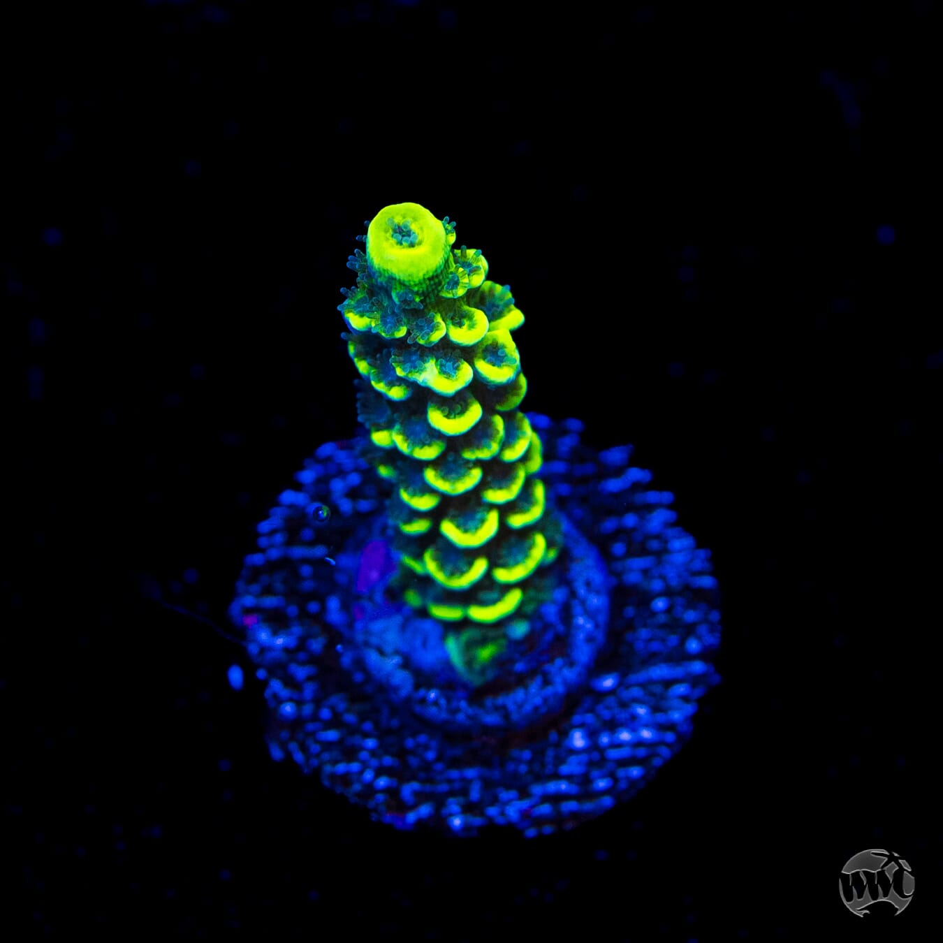 WWC Silver Surfer Acropora