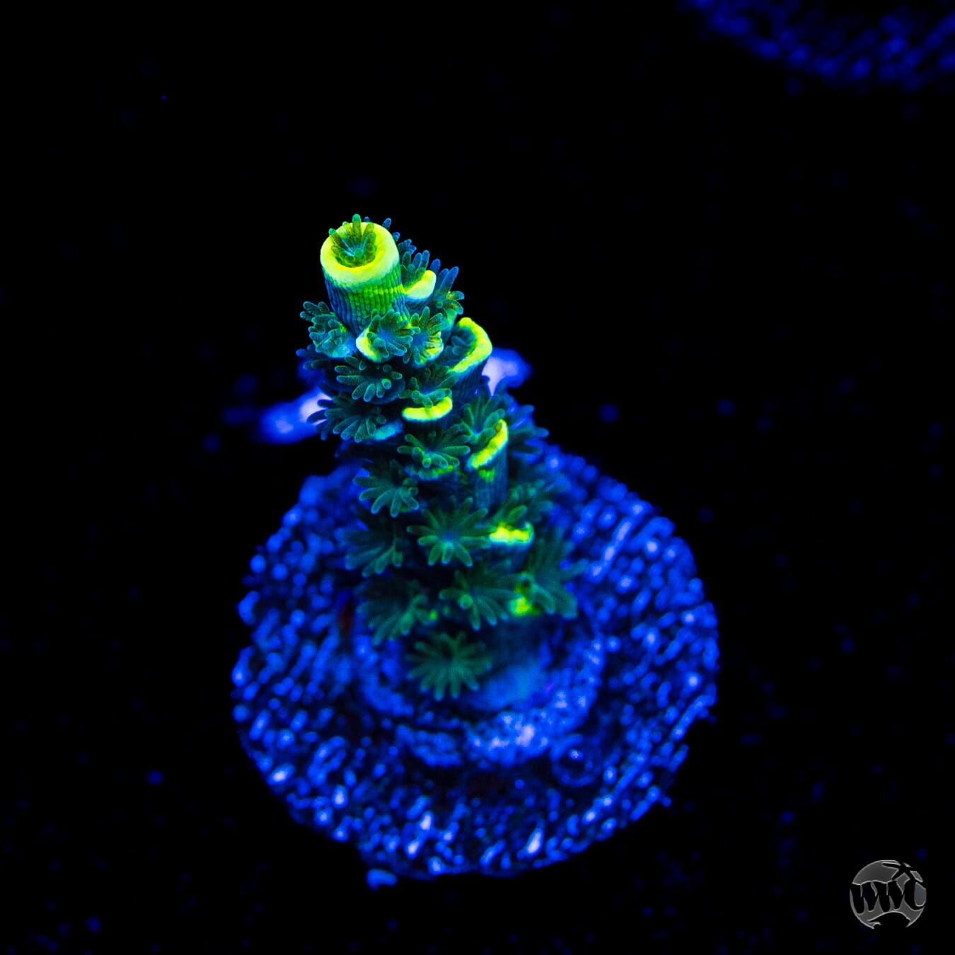 WWC Silver Surfer Acropora