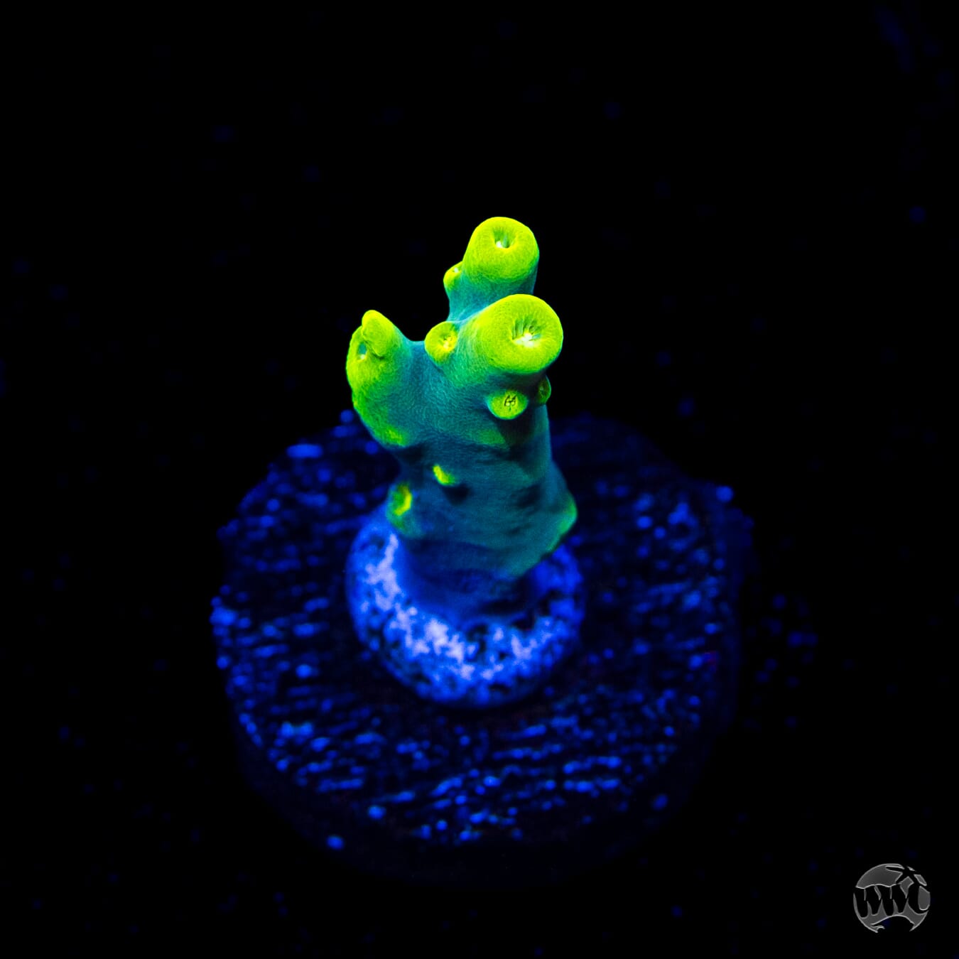 WWC Yodaz Acropora