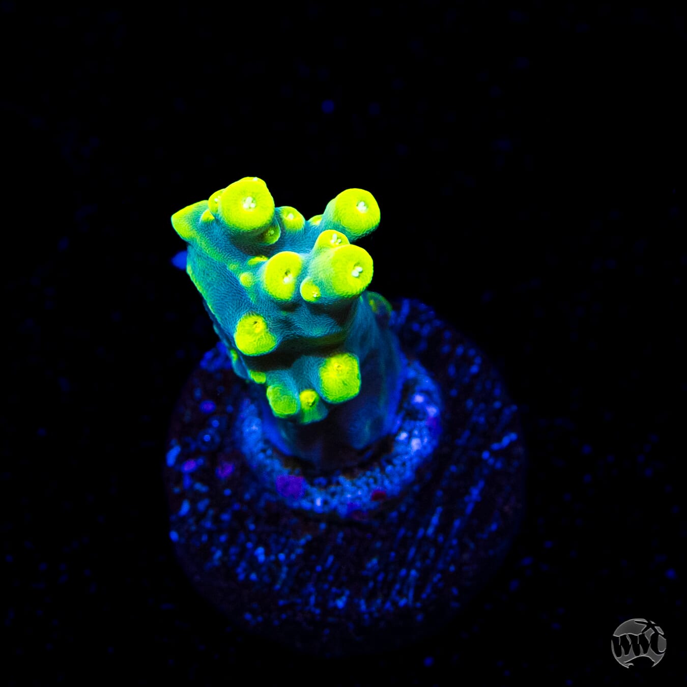 WWC Yodaz Acropora